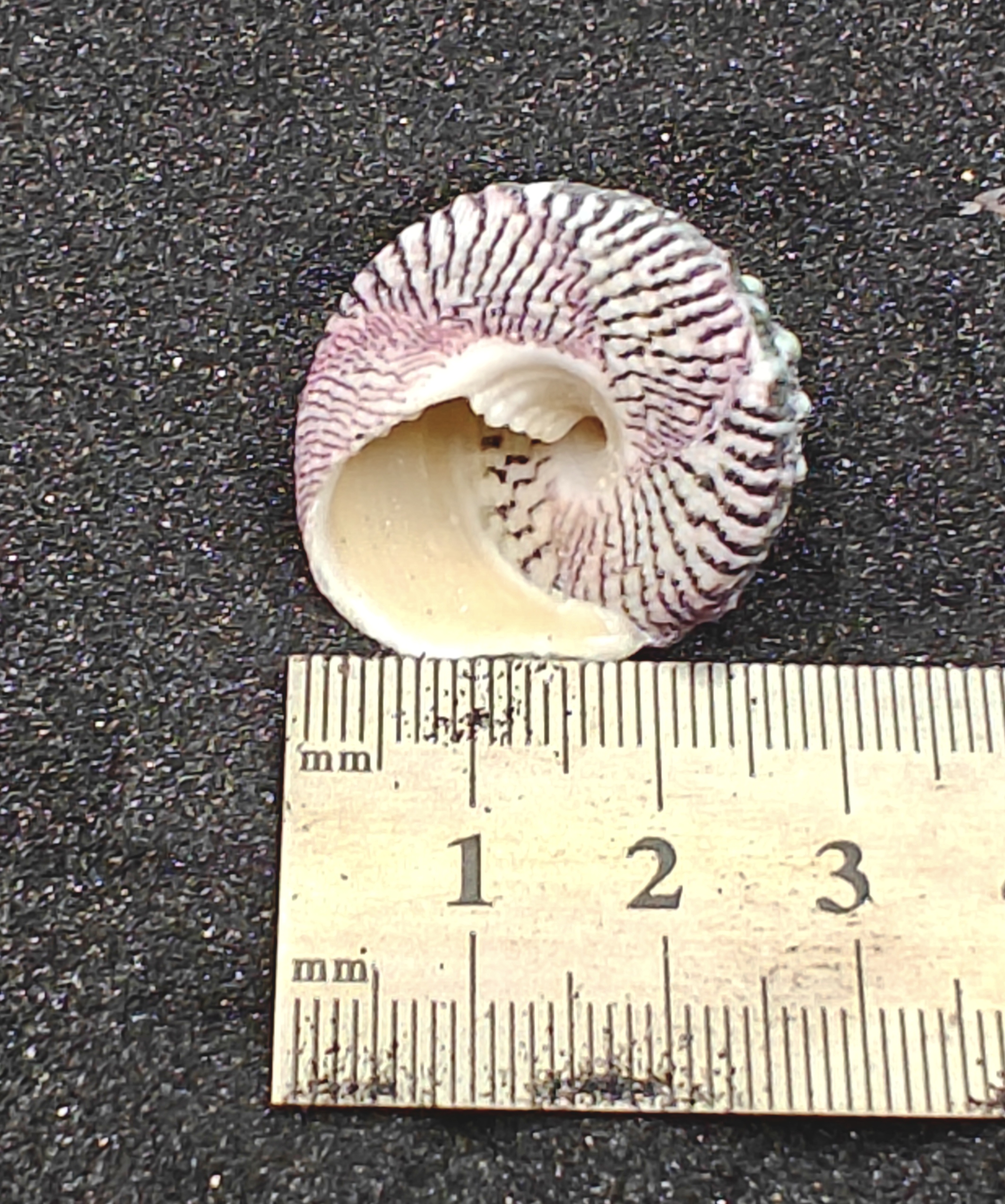 Troca Green Shells (Medium) x5