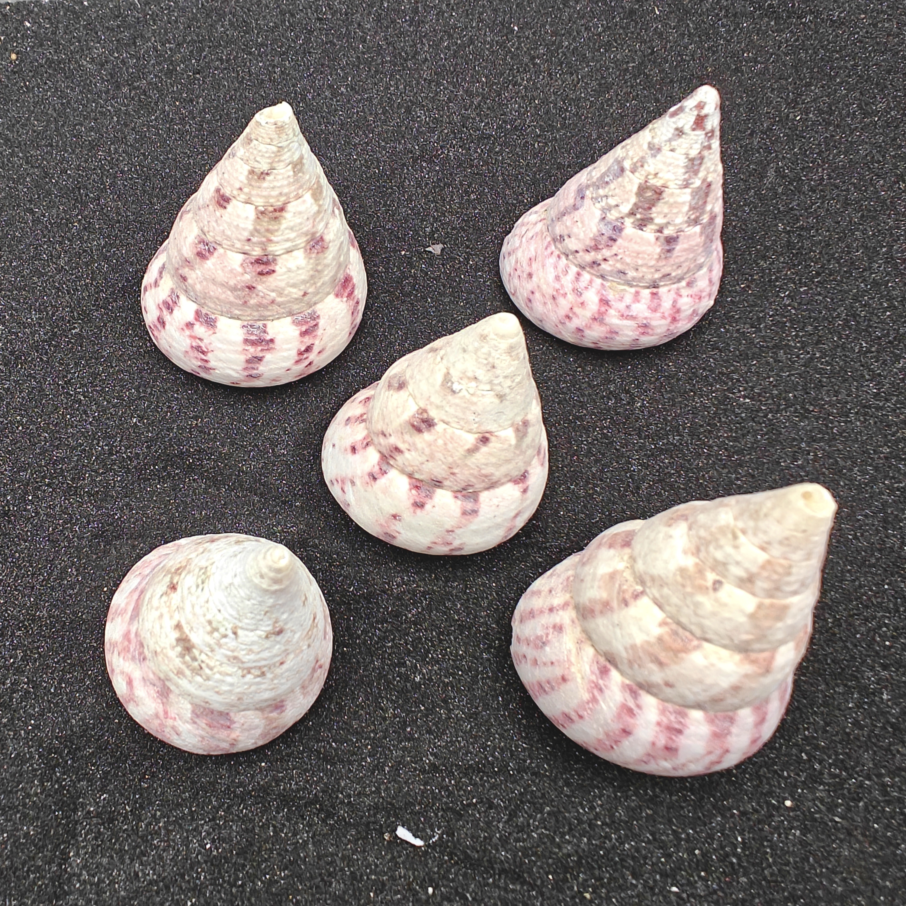 Strawberry and Cream Troca Shells (Large) x5