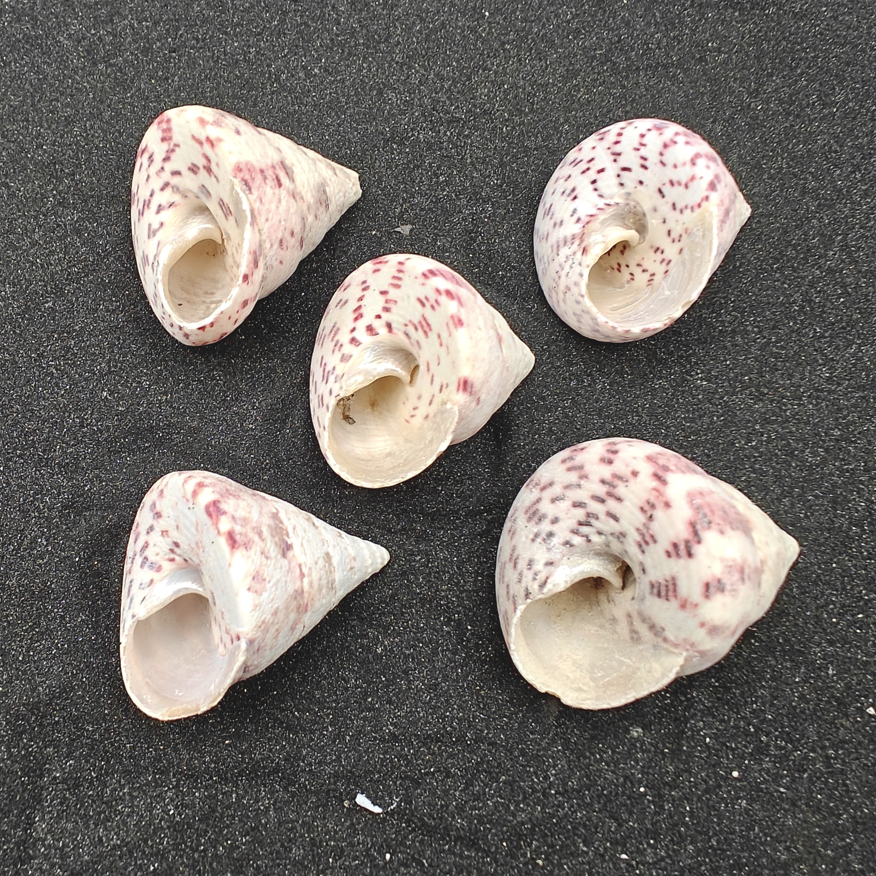 Strawberry and Cream Troca Shells (Large) x5