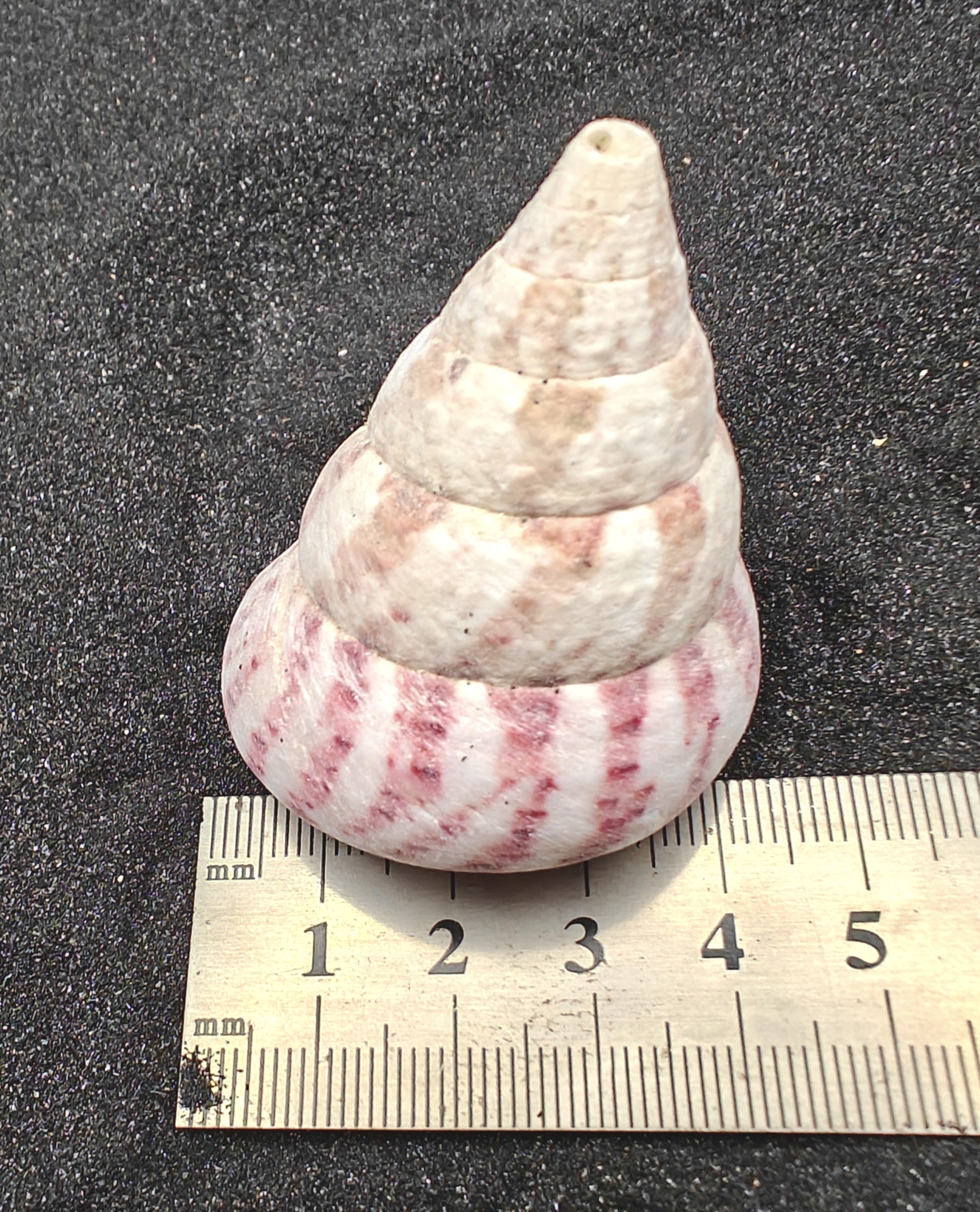 Strawberry and Cream Troca Shells (Large) x5