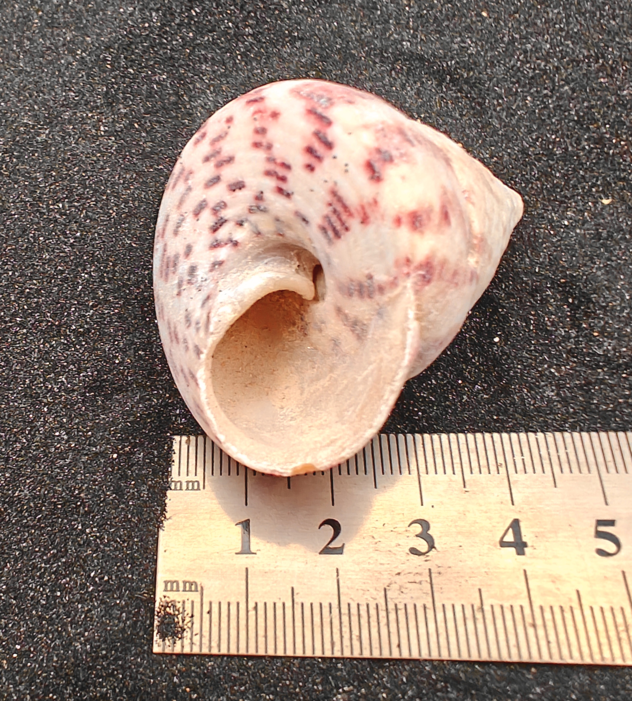 Strawberry and Cream Troca Shells (Large) x5