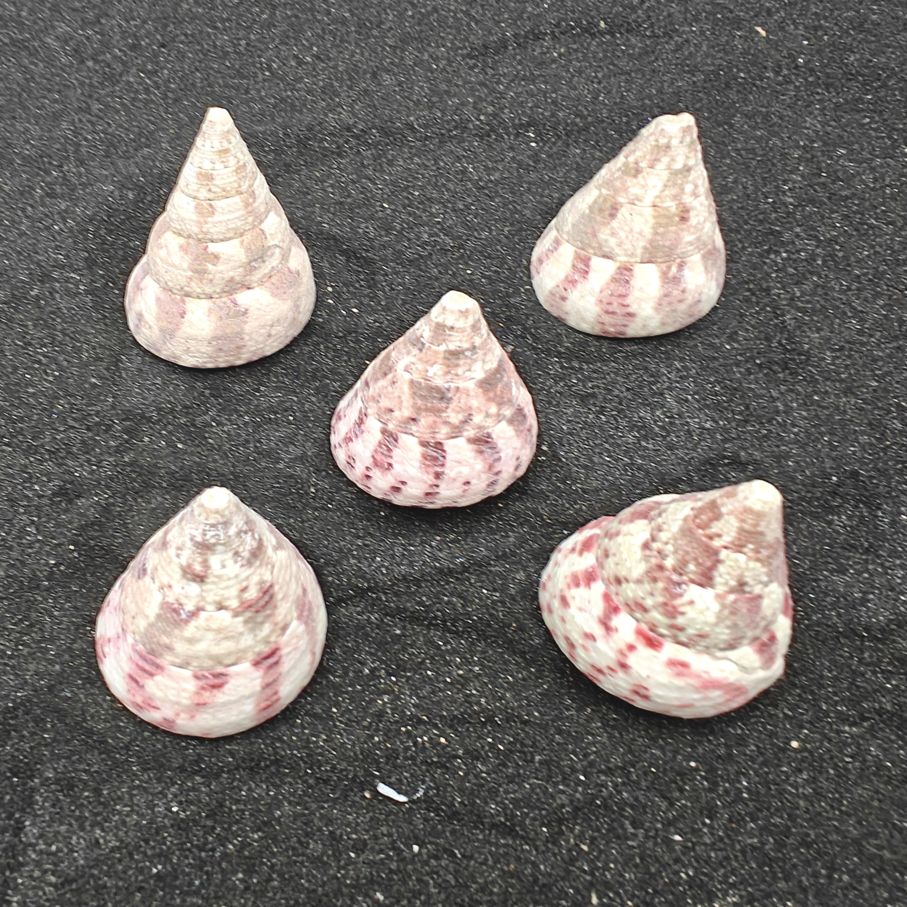 Strawberry and Cream Troca Shells (Medium) x5