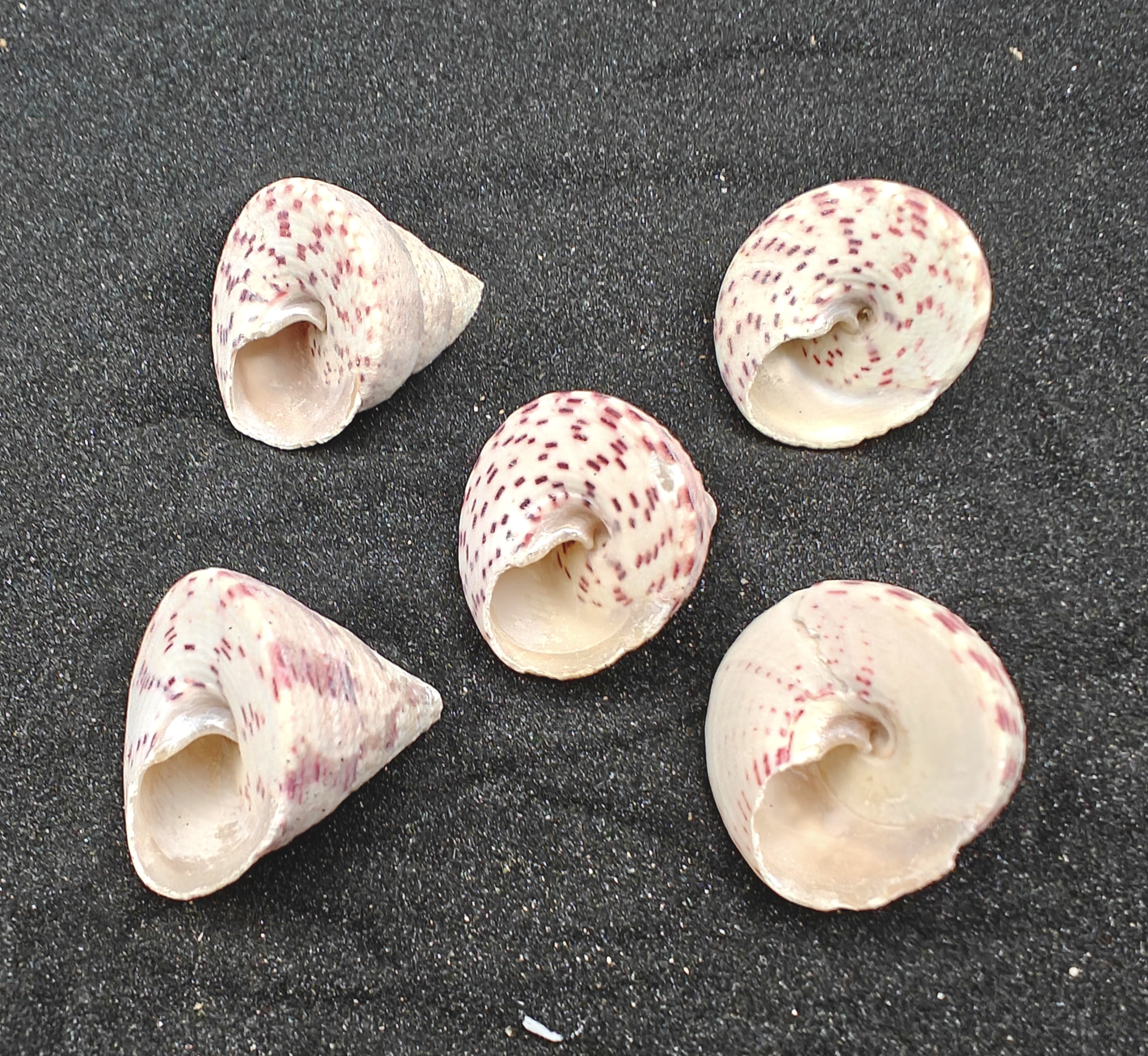 Strawberry and Cream Troca Shells (Medium) x5