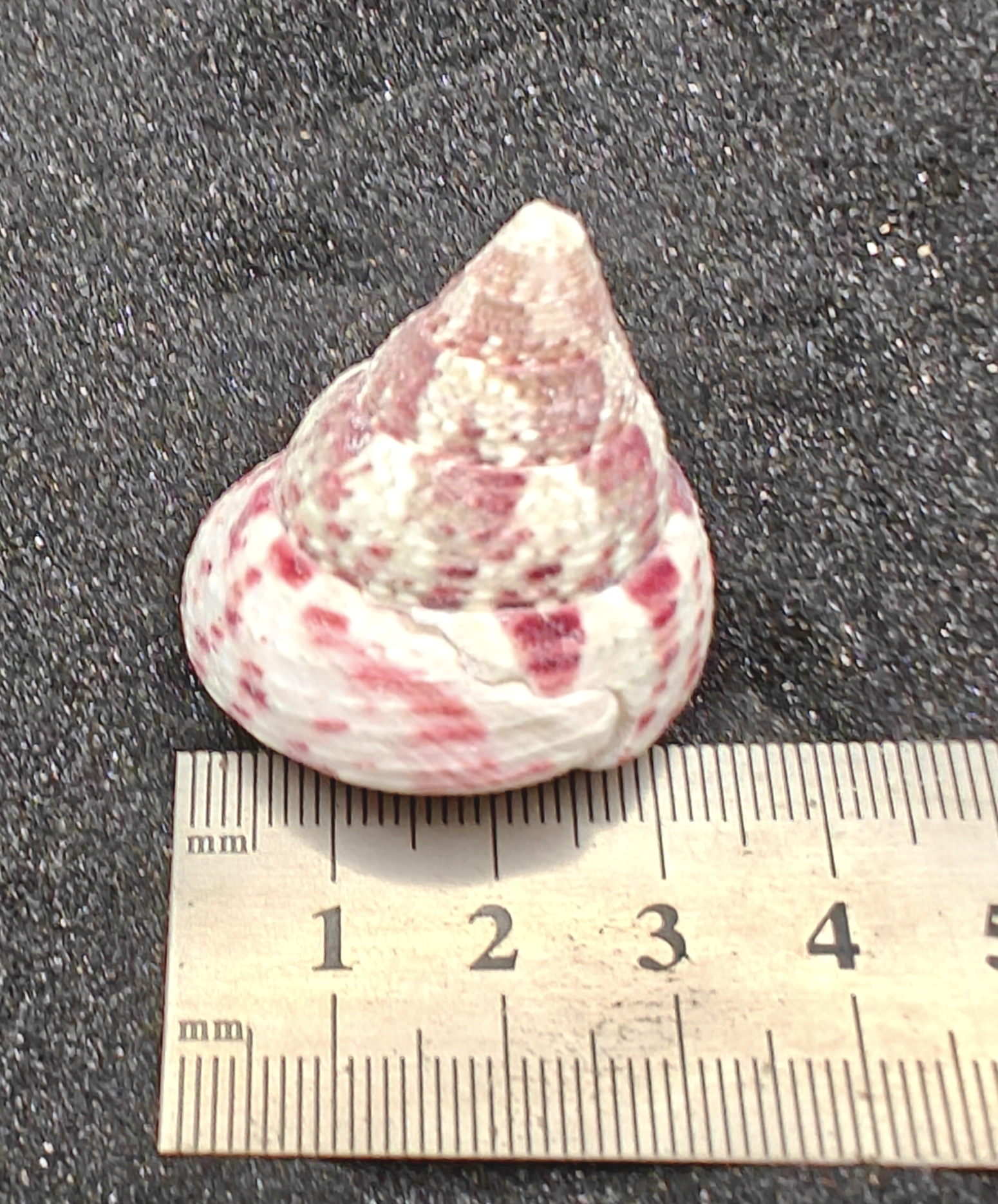 Strawberry and Cream Troca Shells (Medium) x5