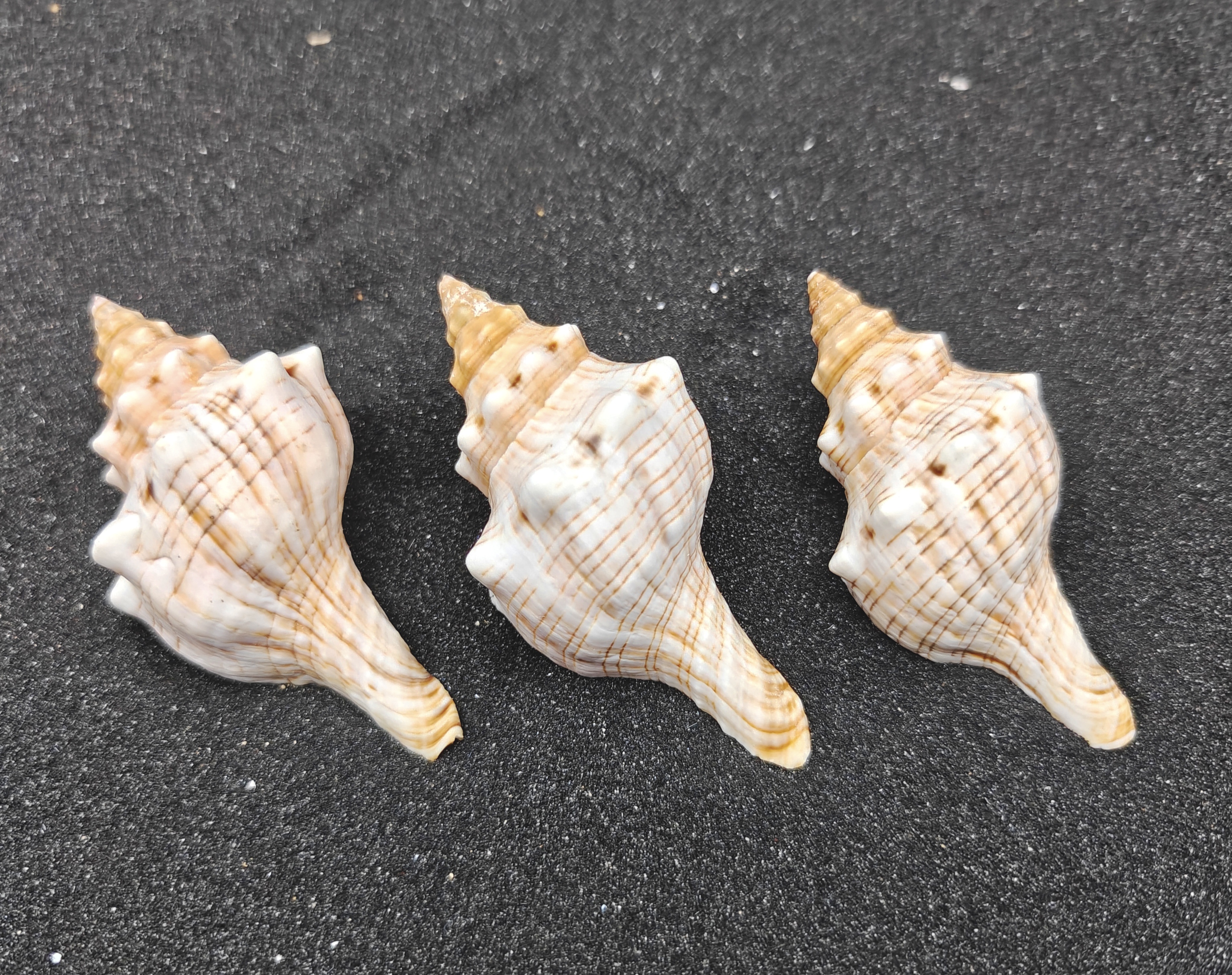Foxhead Shells (XL) x3