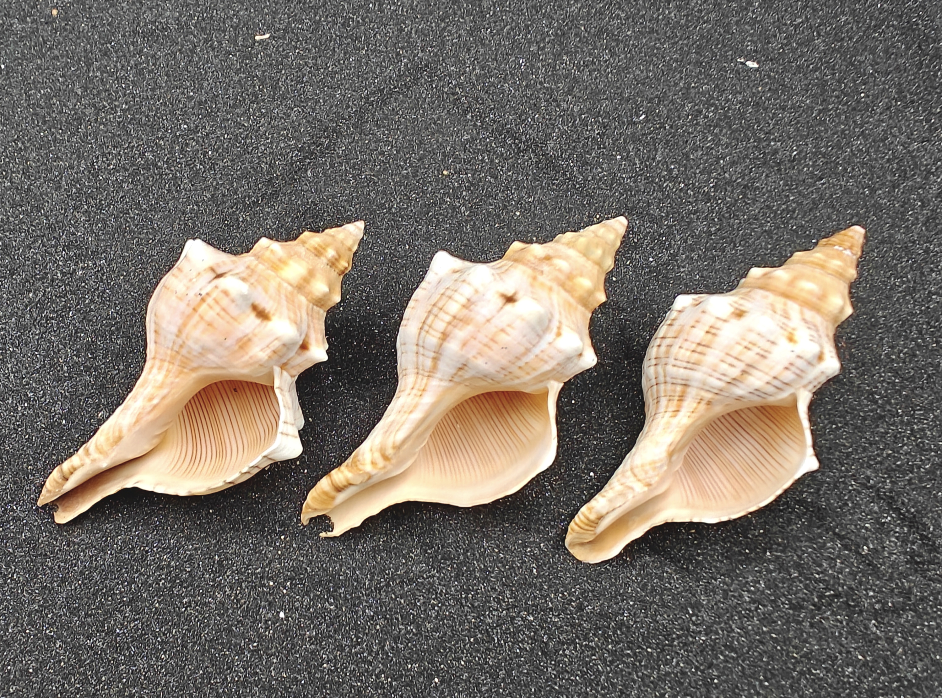 Foxhead Shells (XL) x3