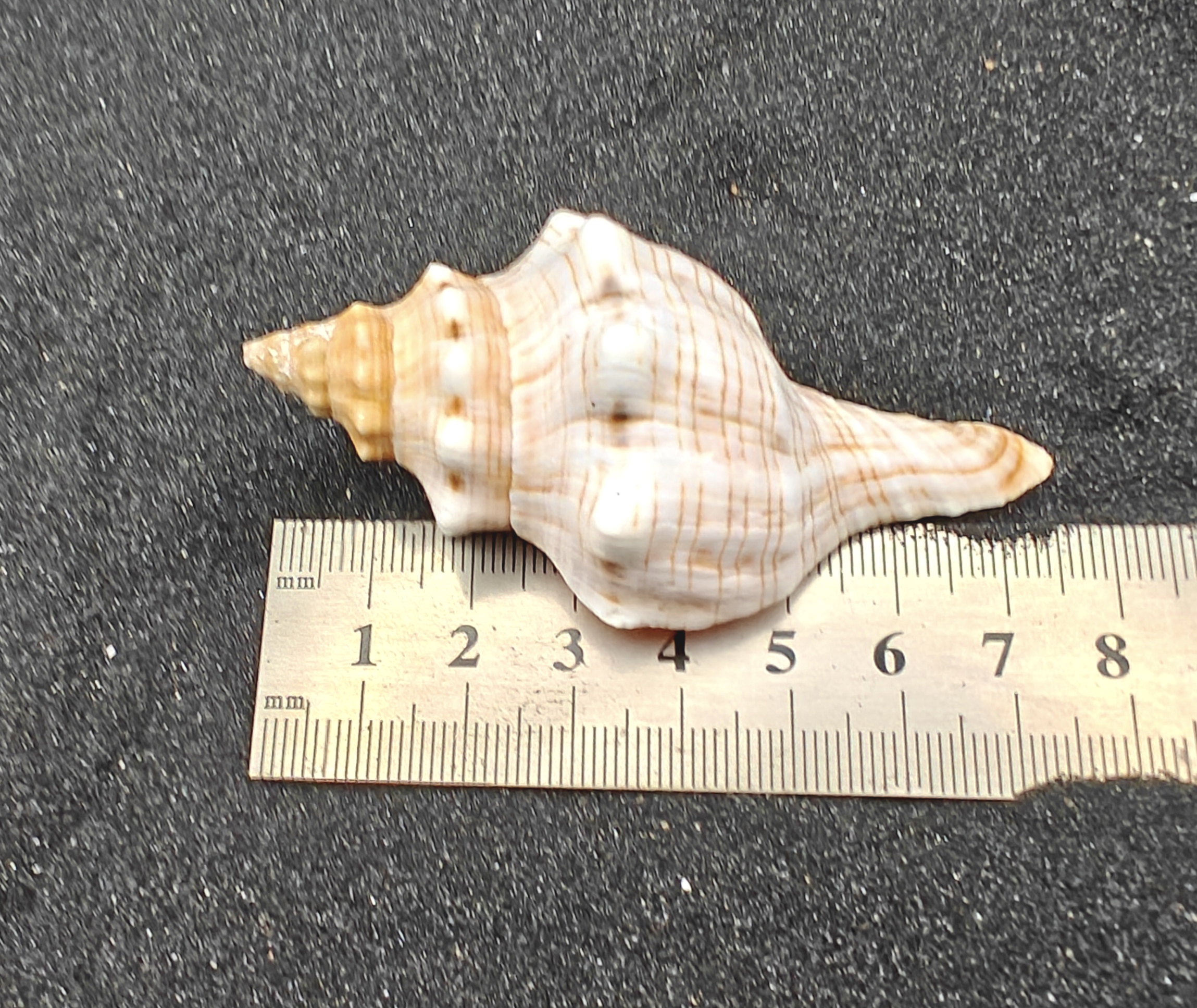 Foxhead Shells (XL) x3