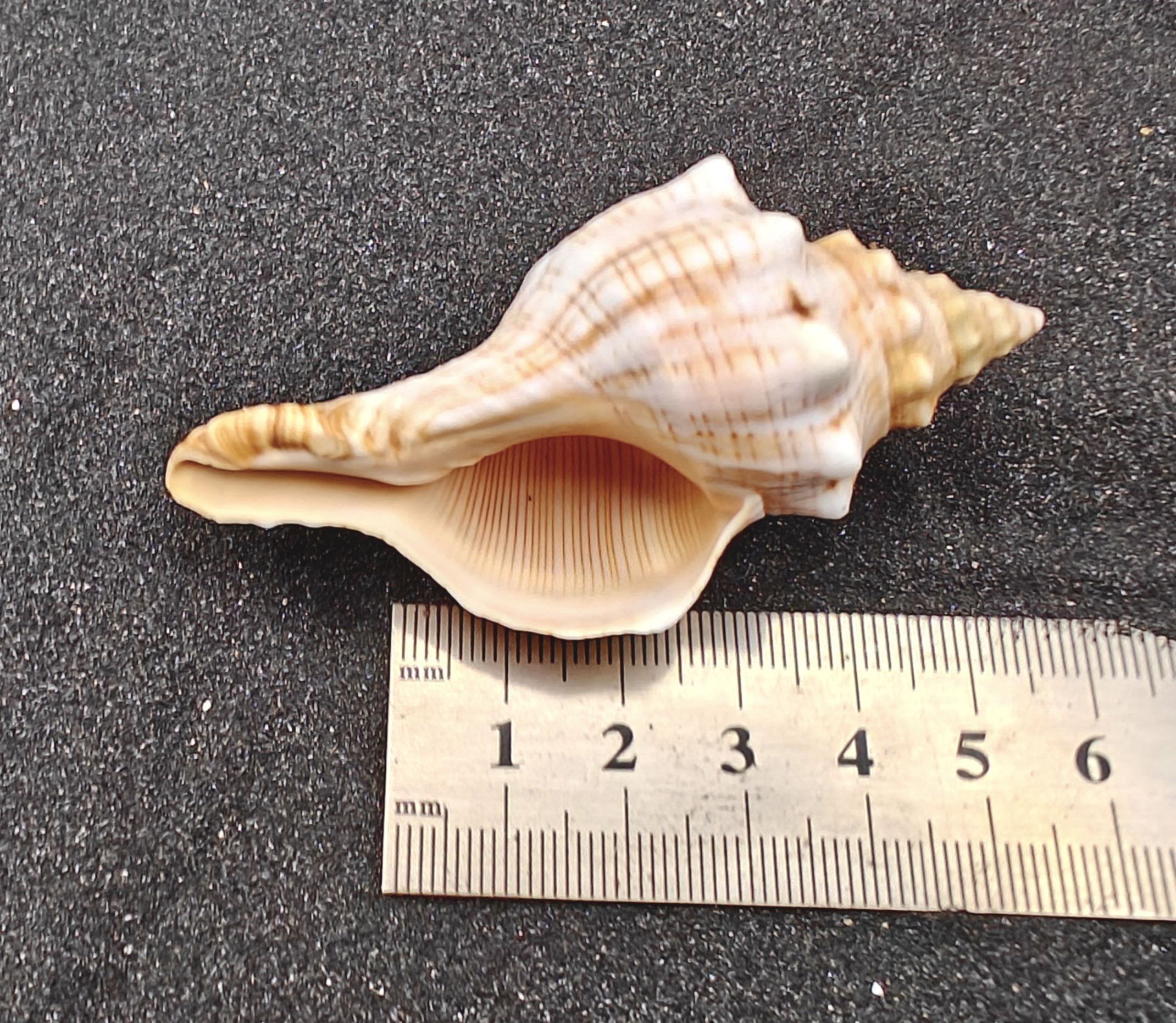 Foxhead Shells (XL) x3