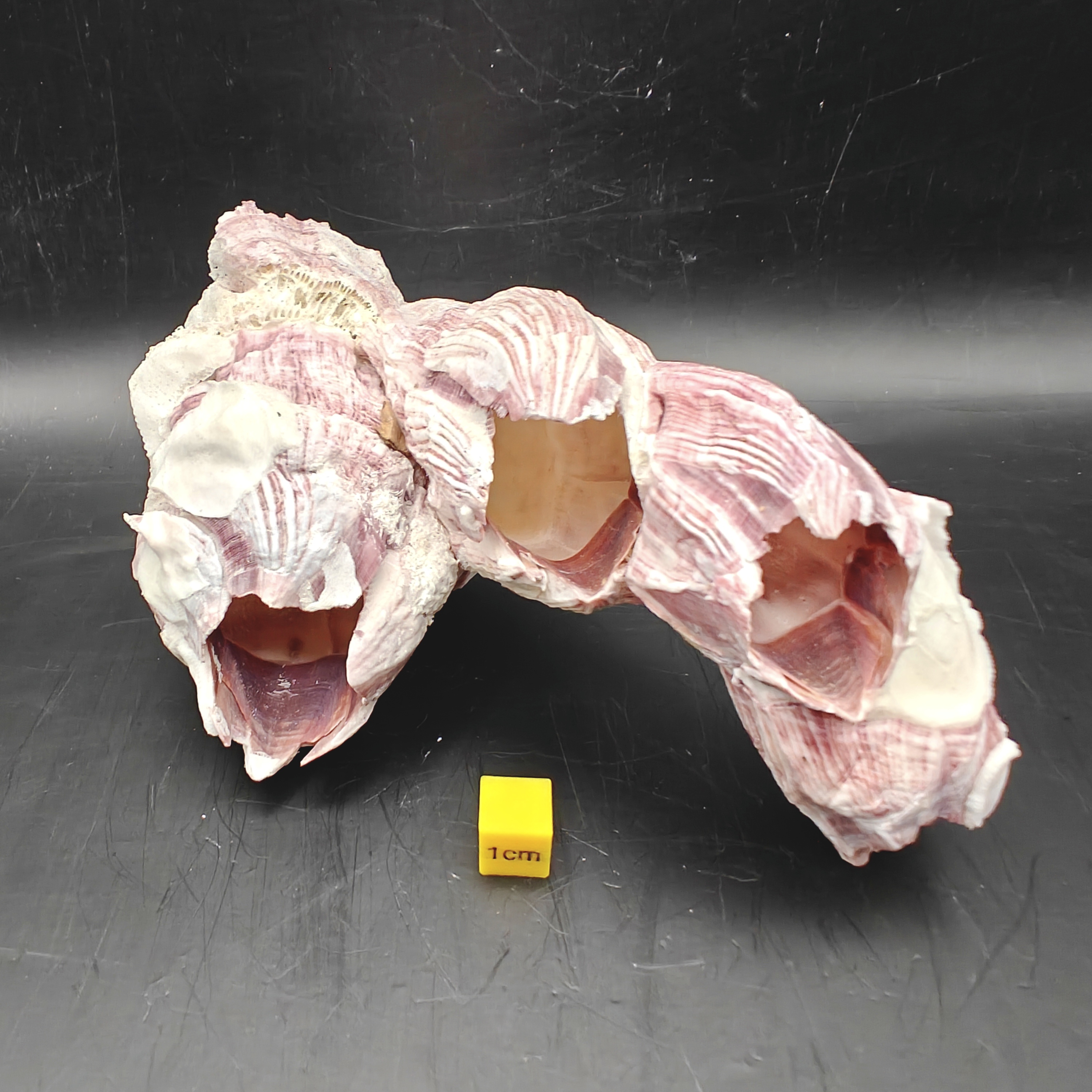 Natural Barnacle Cluster (Medium)