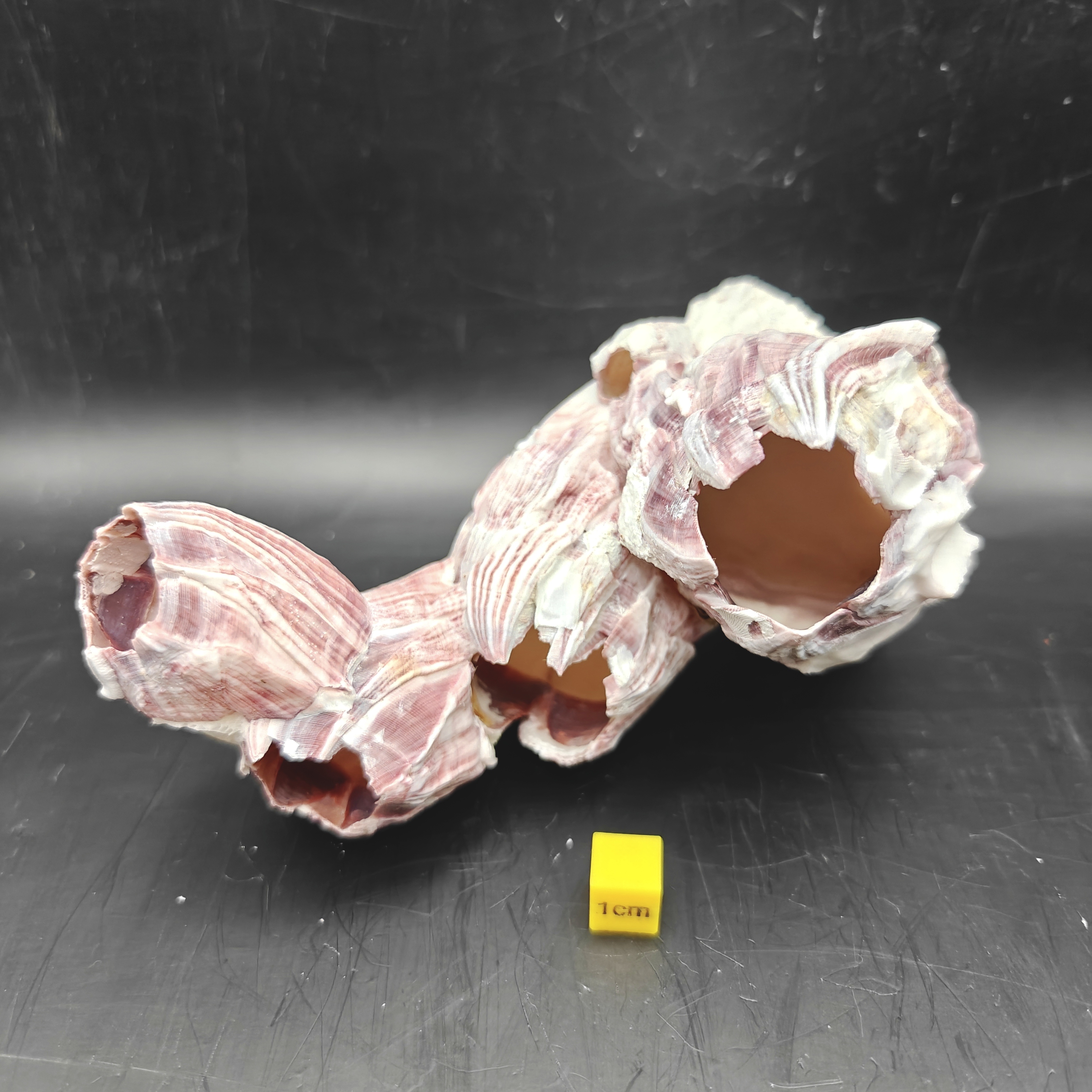 Natural Barnacle Cluster (Medium)