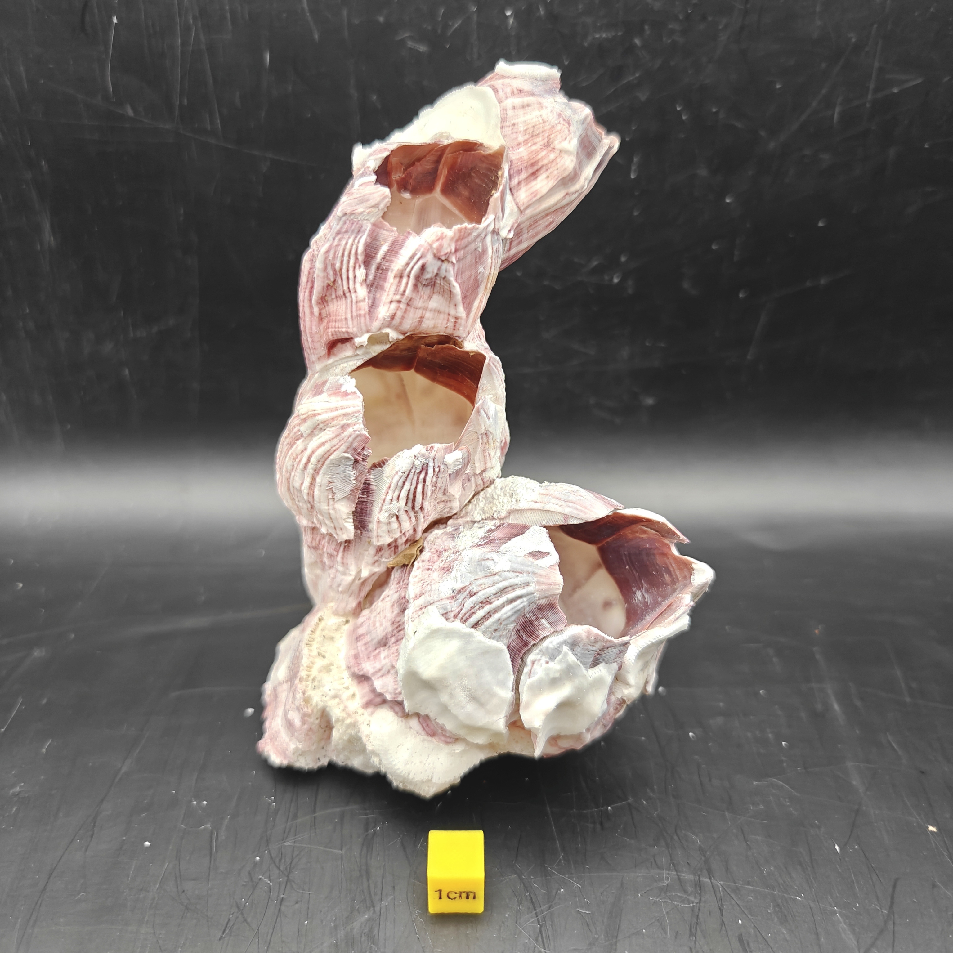 Natural Barnacle Cluster (Medium)