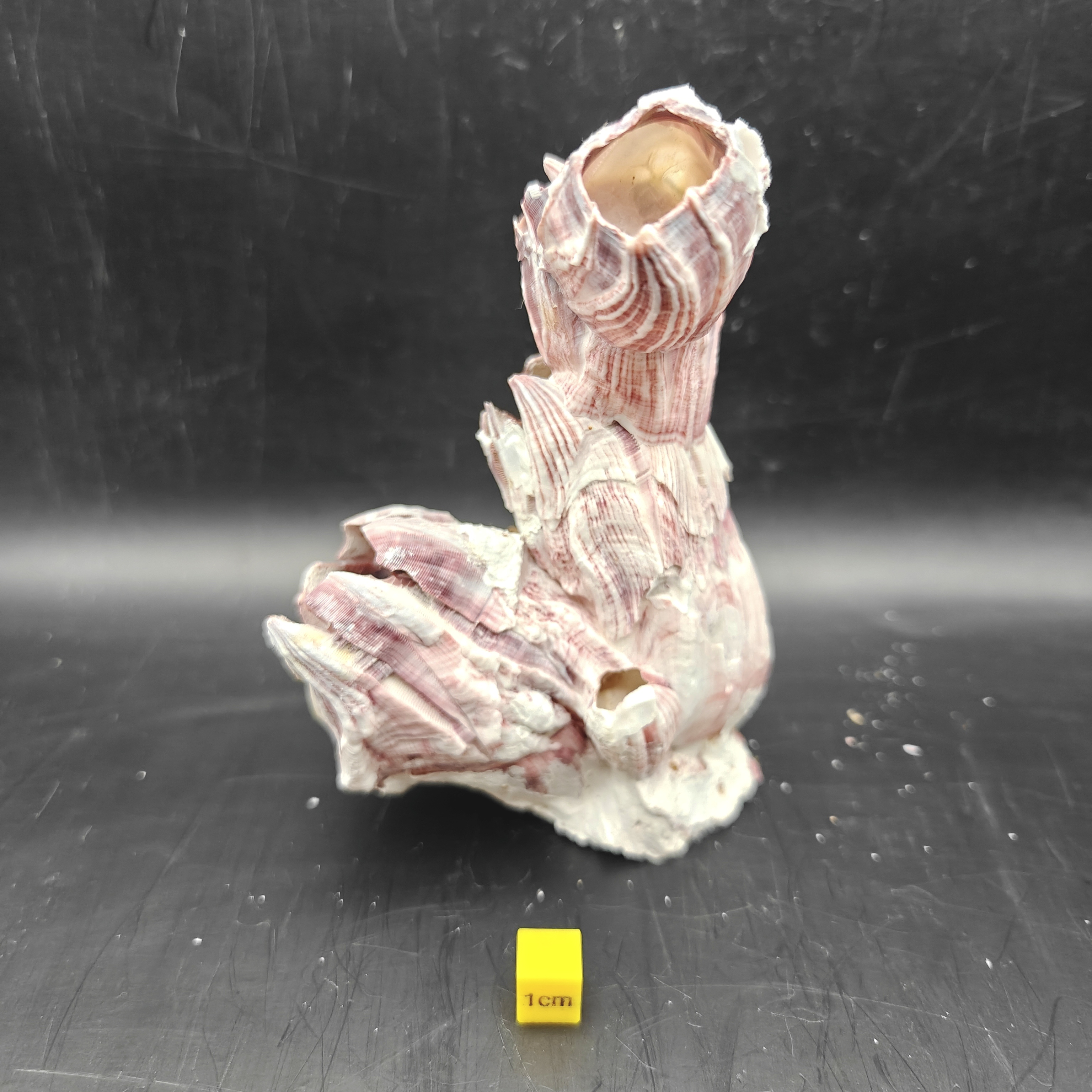 Natural Barnacle Cluster (Medium)