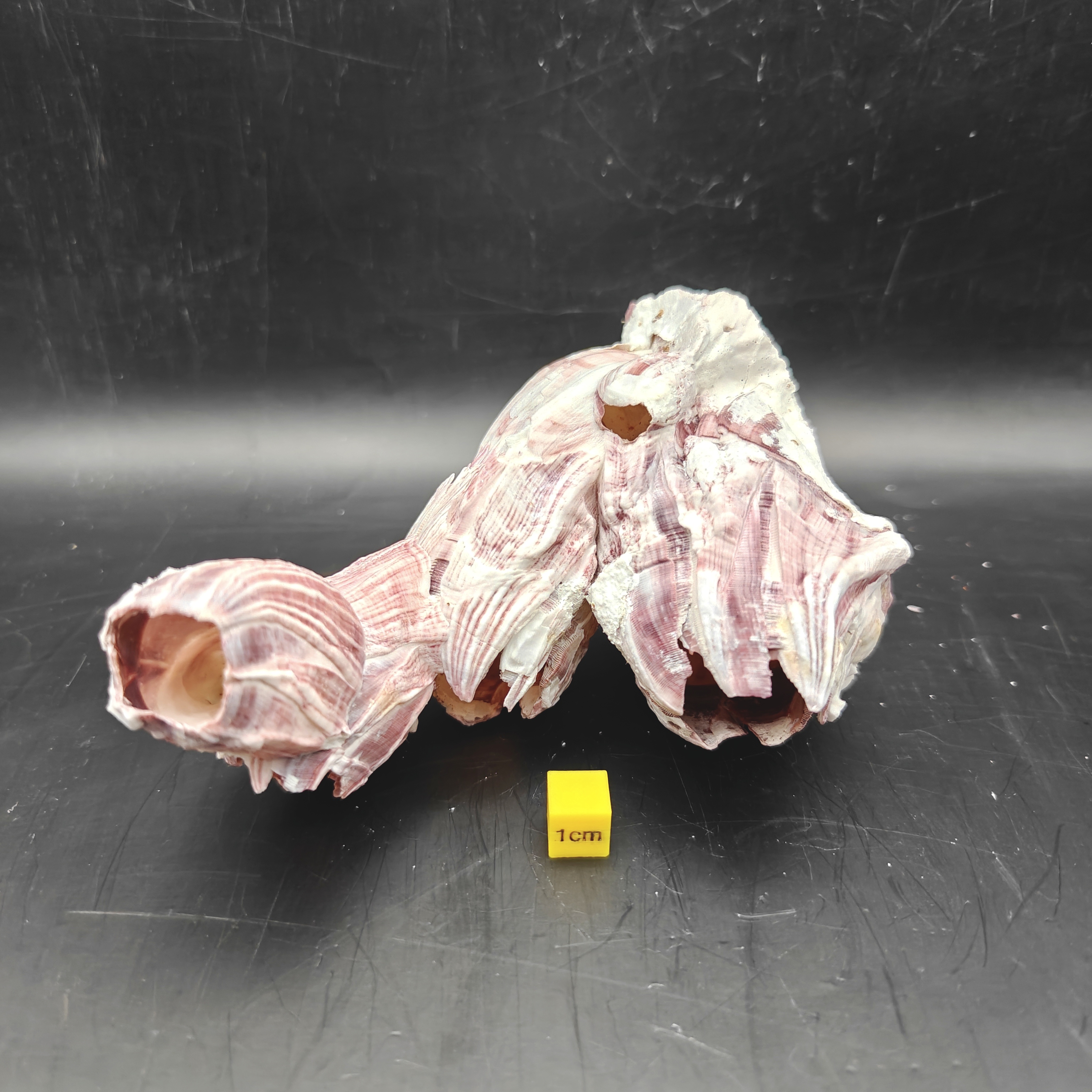 Natural Barnacle Cluster (Medium)