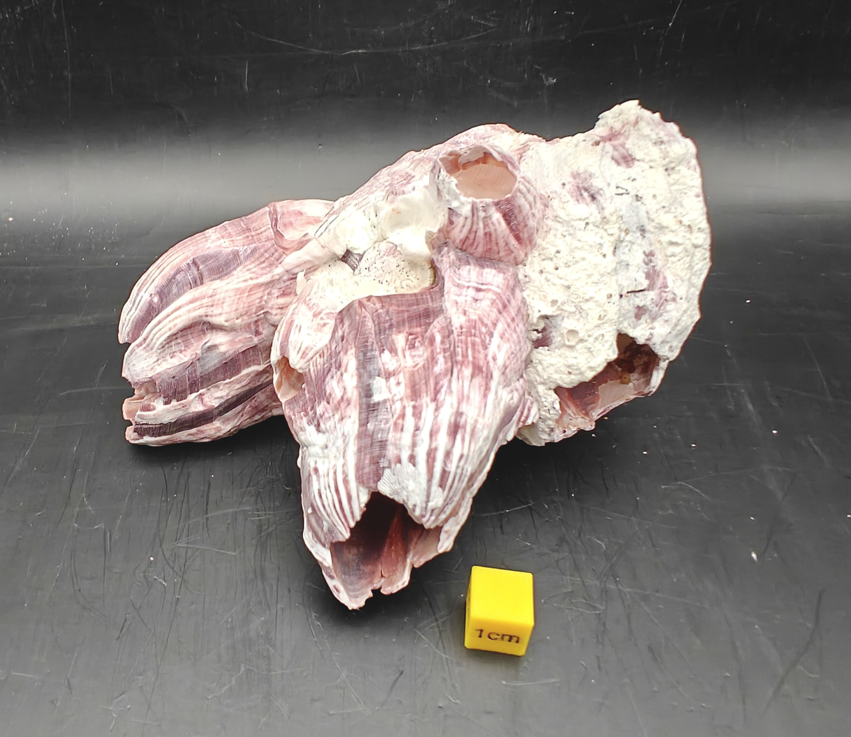 Natural Barnacle Cluster (Small)