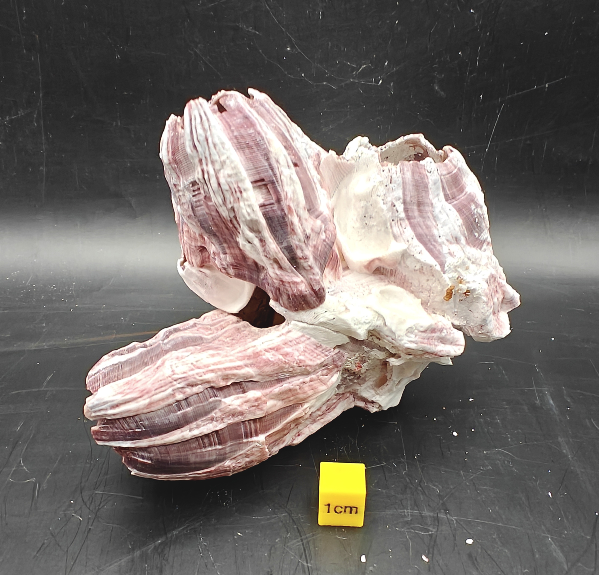 Natural Barnacle Cluster (Small)