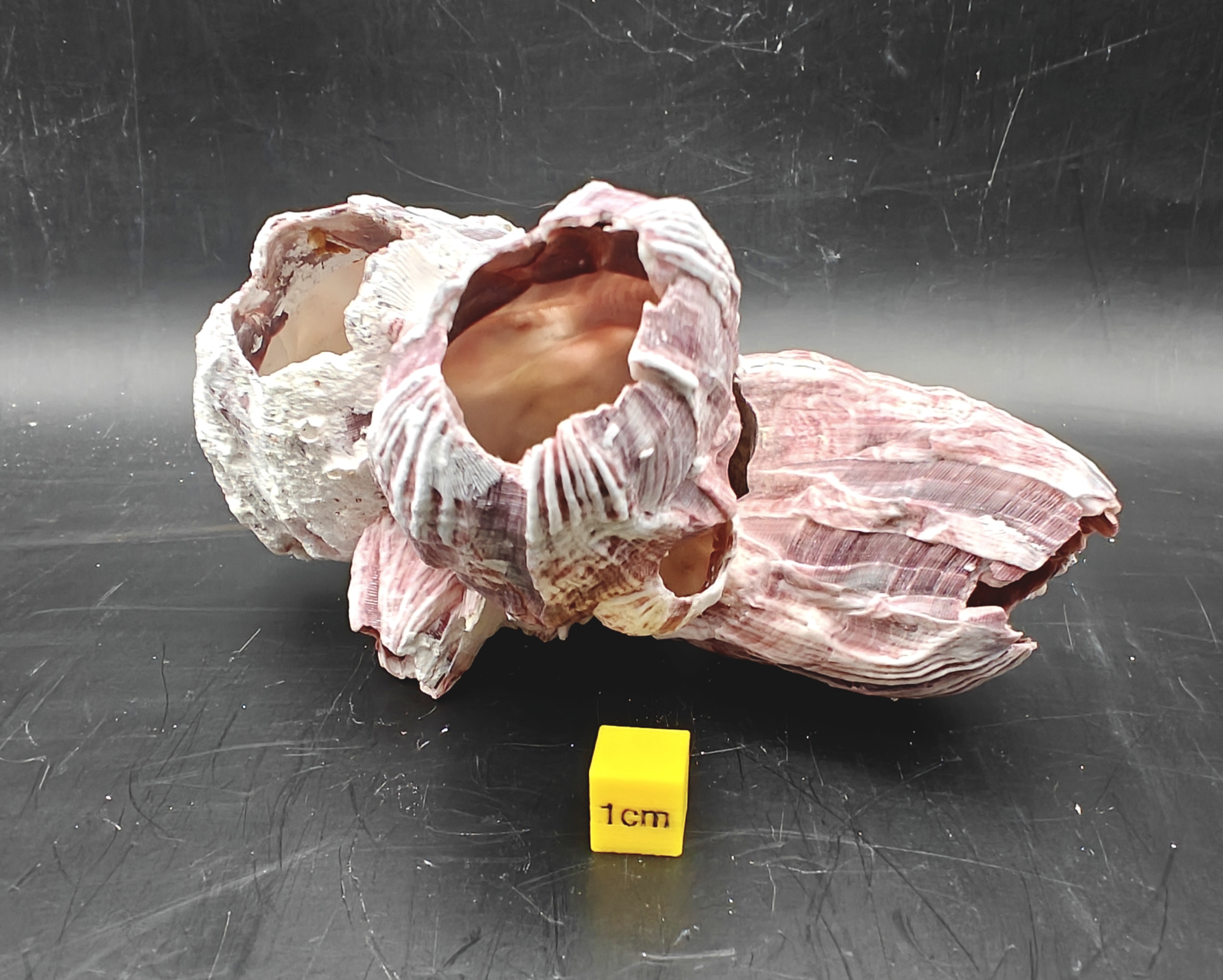 Natural Barnacle Cluster (Small)