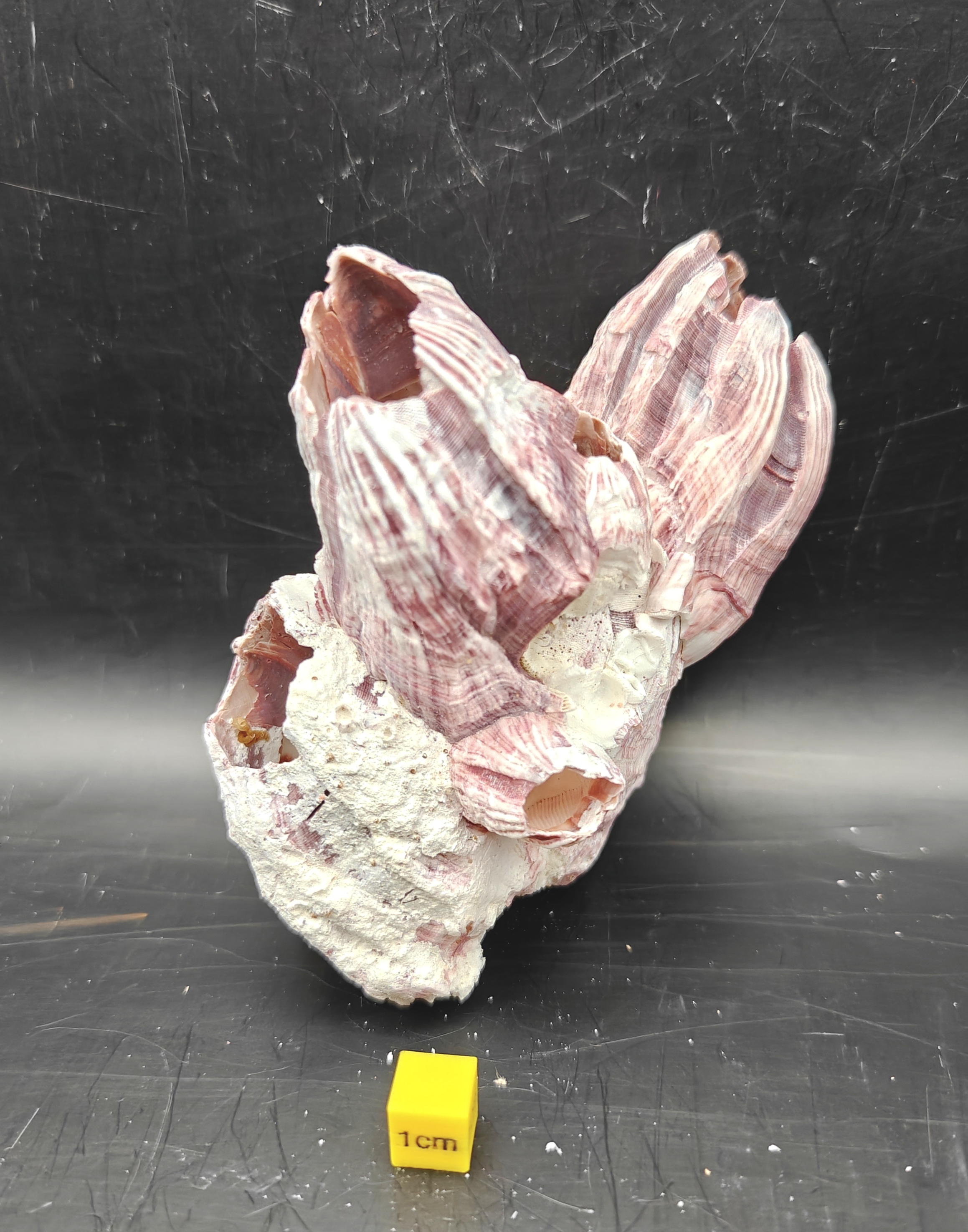 Natural Barnacle Cluster (Small)