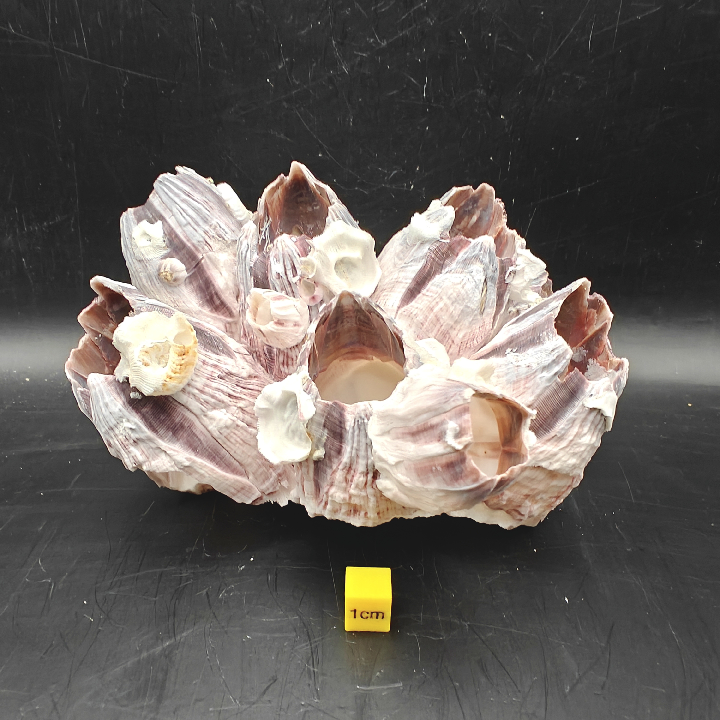 Natural Barnacle Cluster (Medium)
