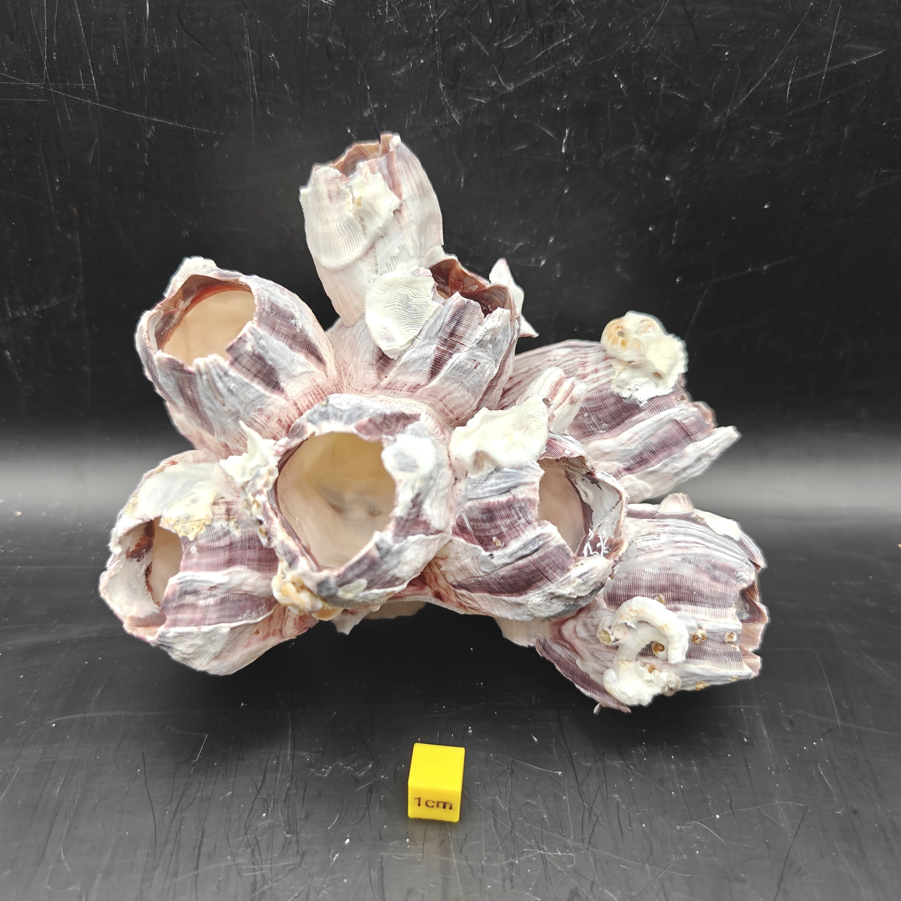 Natural Barnacle Cluster (Medium)