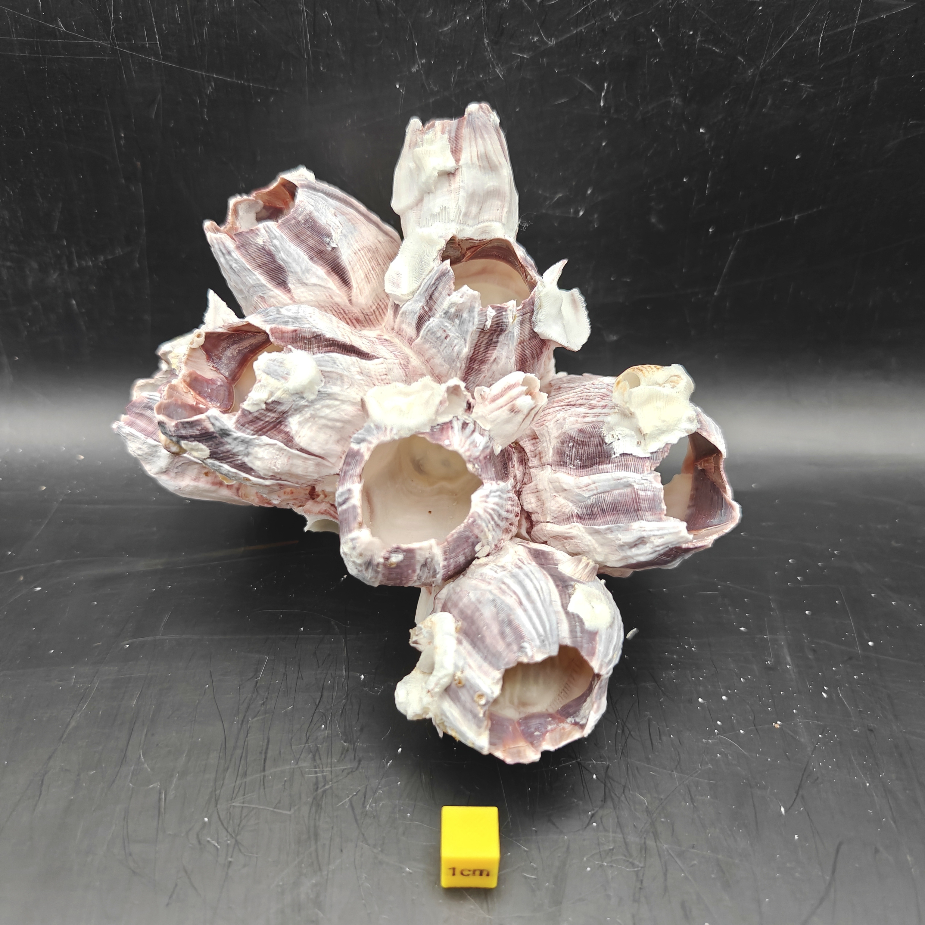 Natural Barnacle Cluster (Medium)