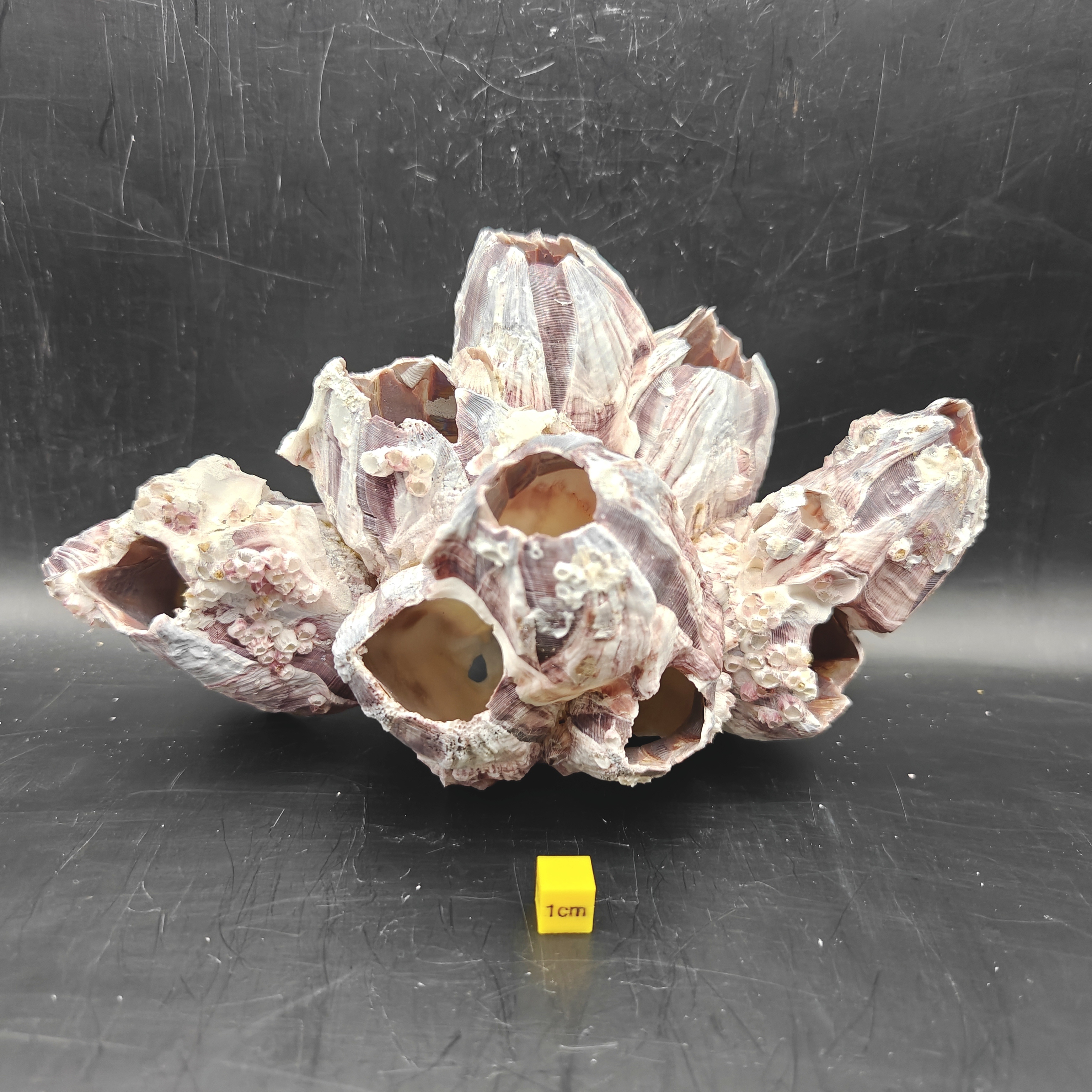 Natural Barnacle Cluster (Large)