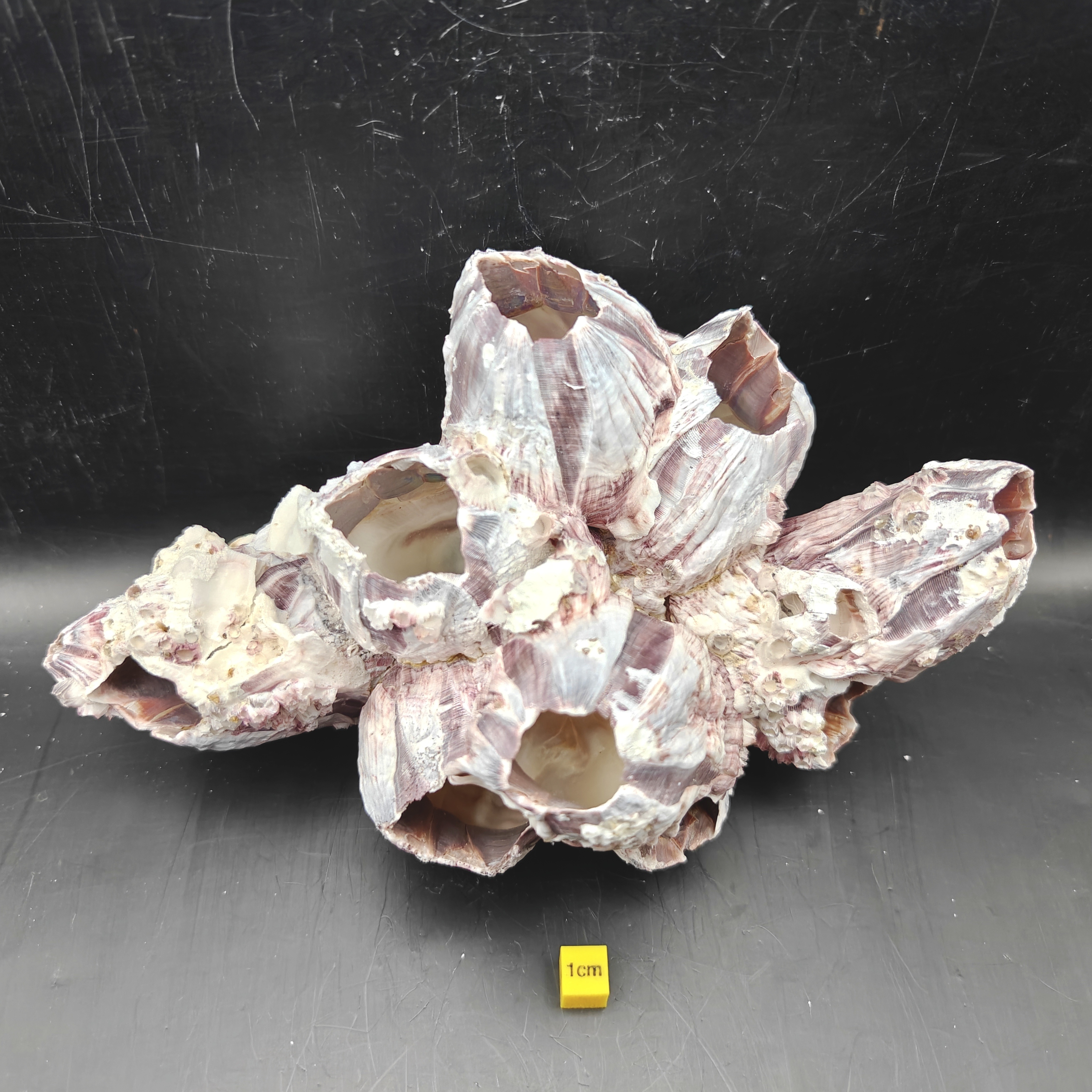 Natural Barnacle Cluster (Large)