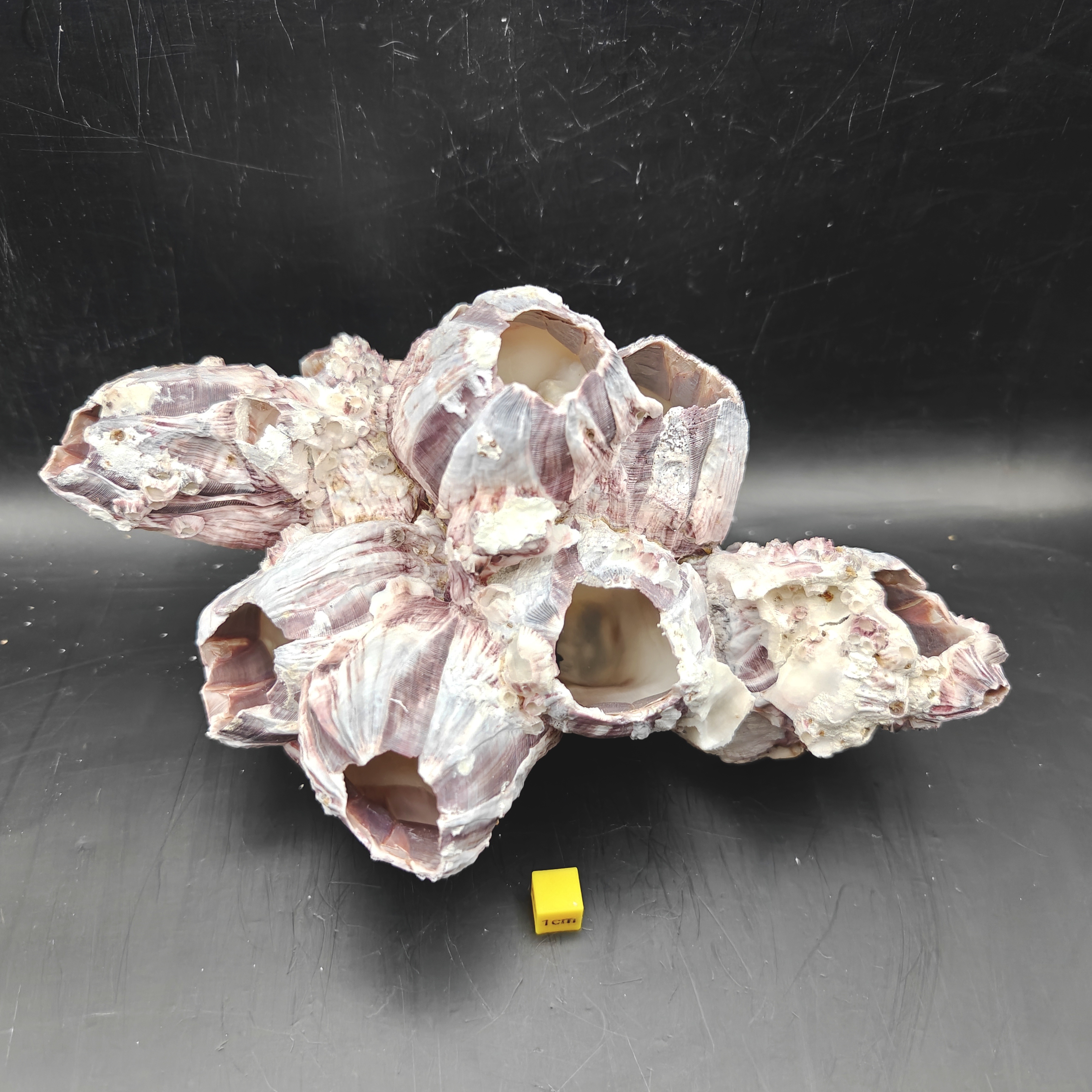 Natural Barnacle Cluster (Large)