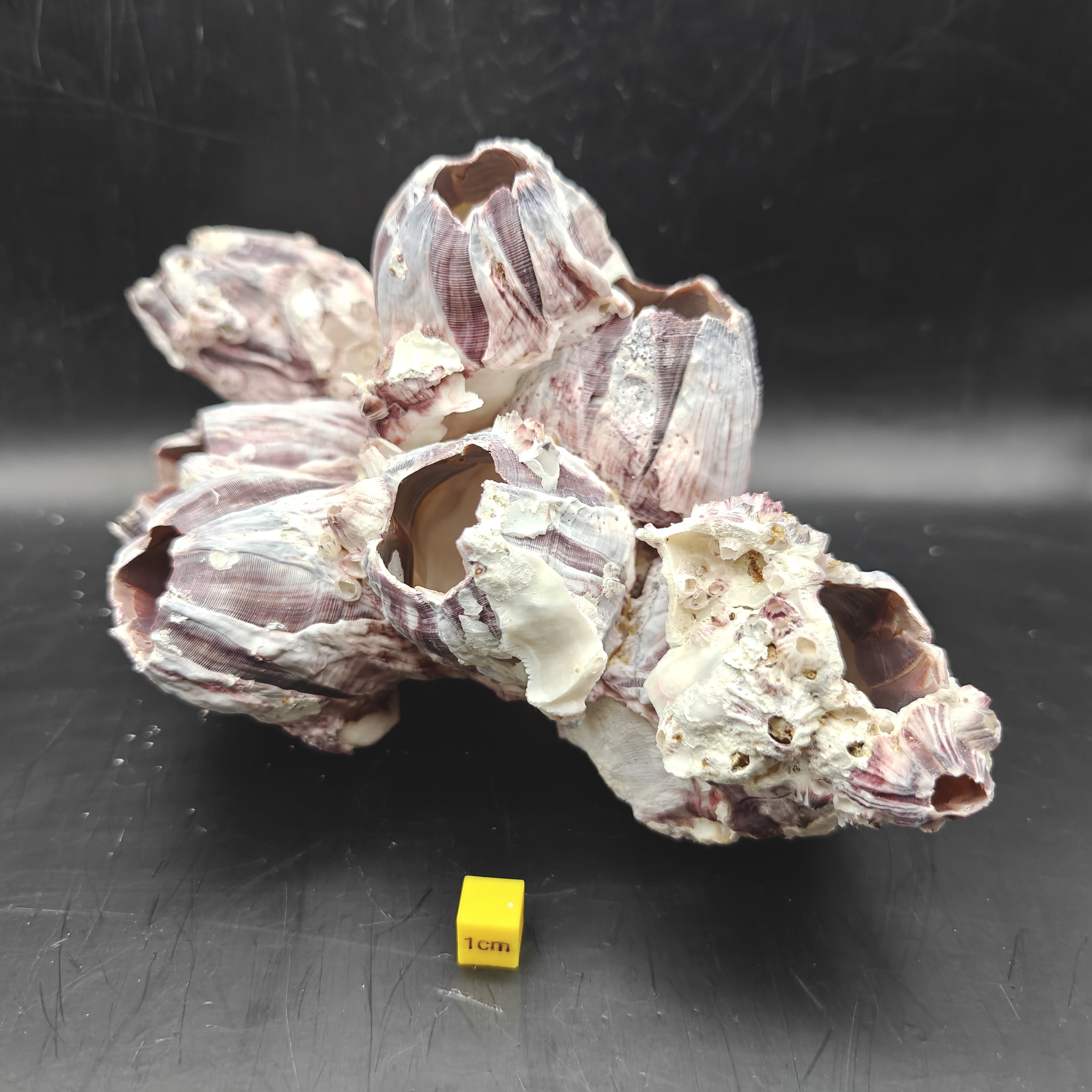Natural Barnacle Cluster (Large)