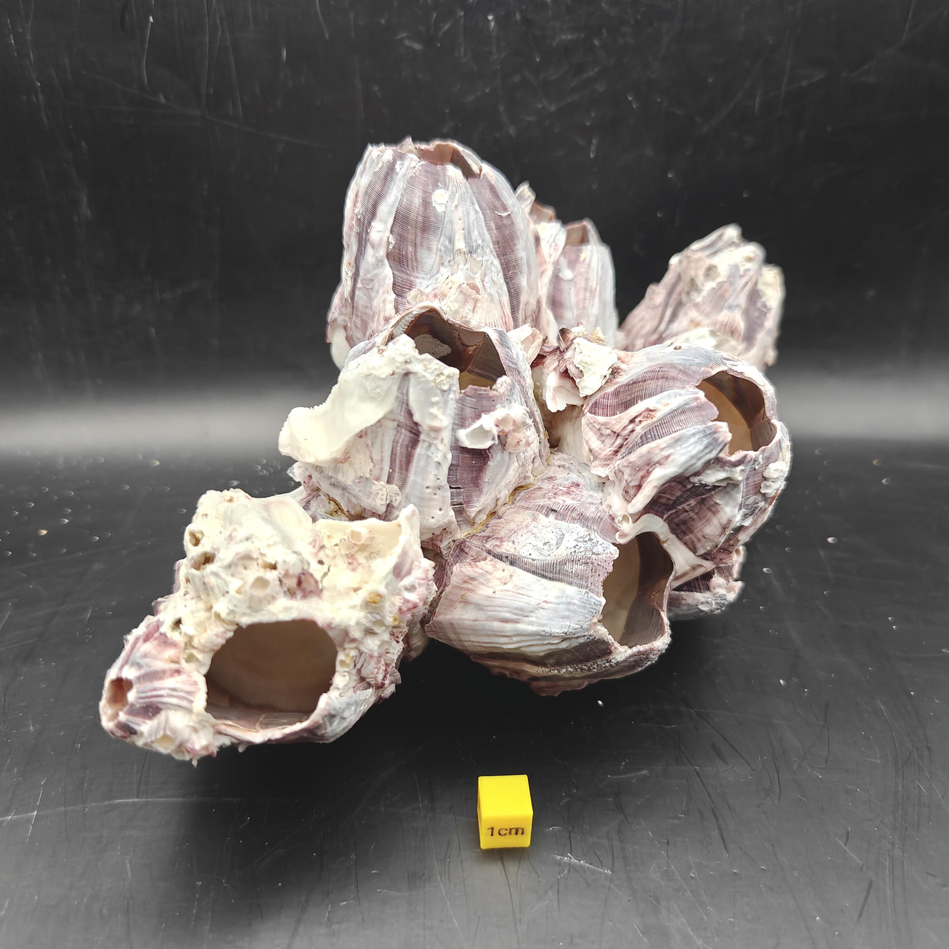 Natural Barnacle Cluster (Large)