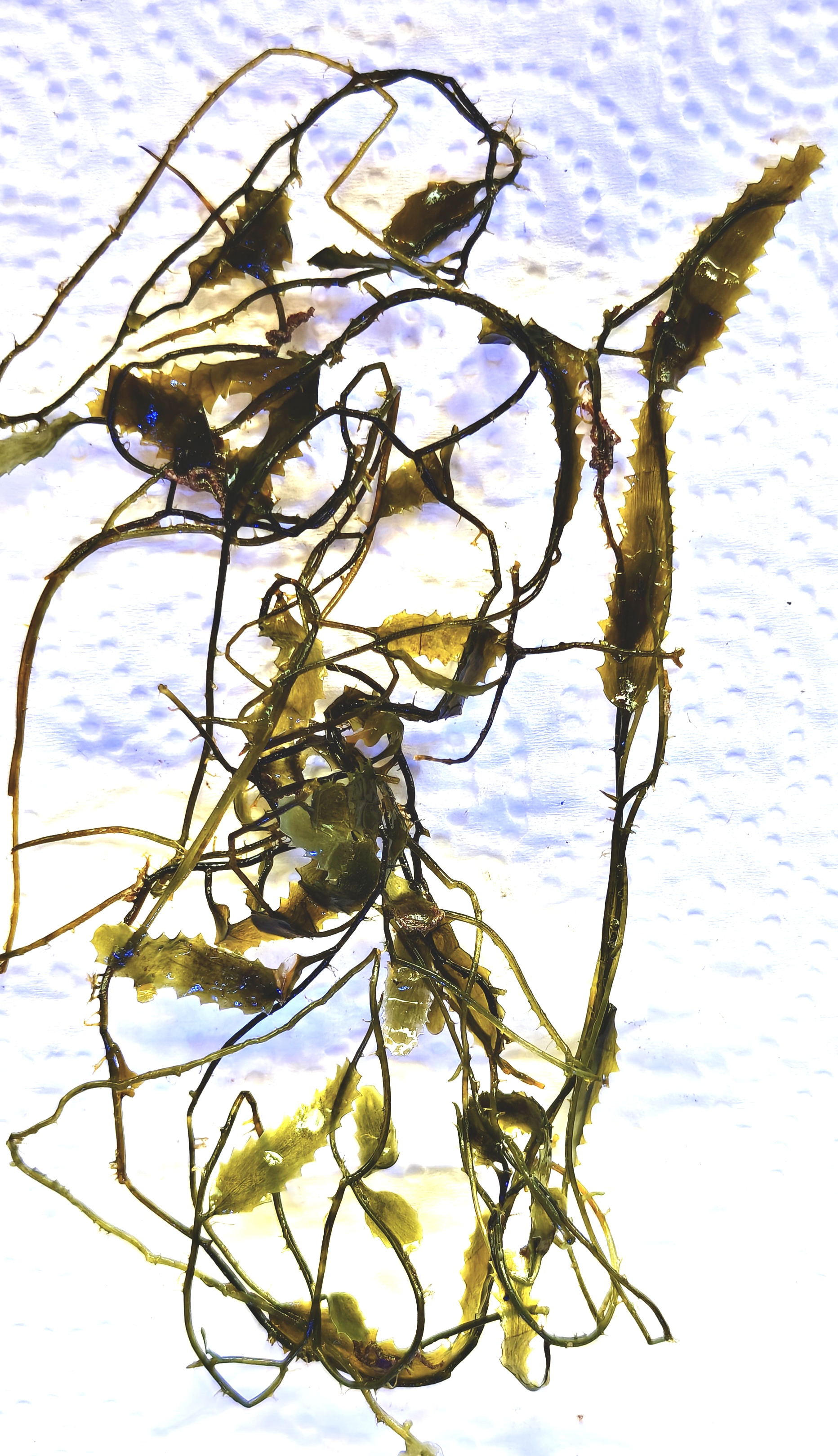 Caulerpa Brachypus Macroalgae