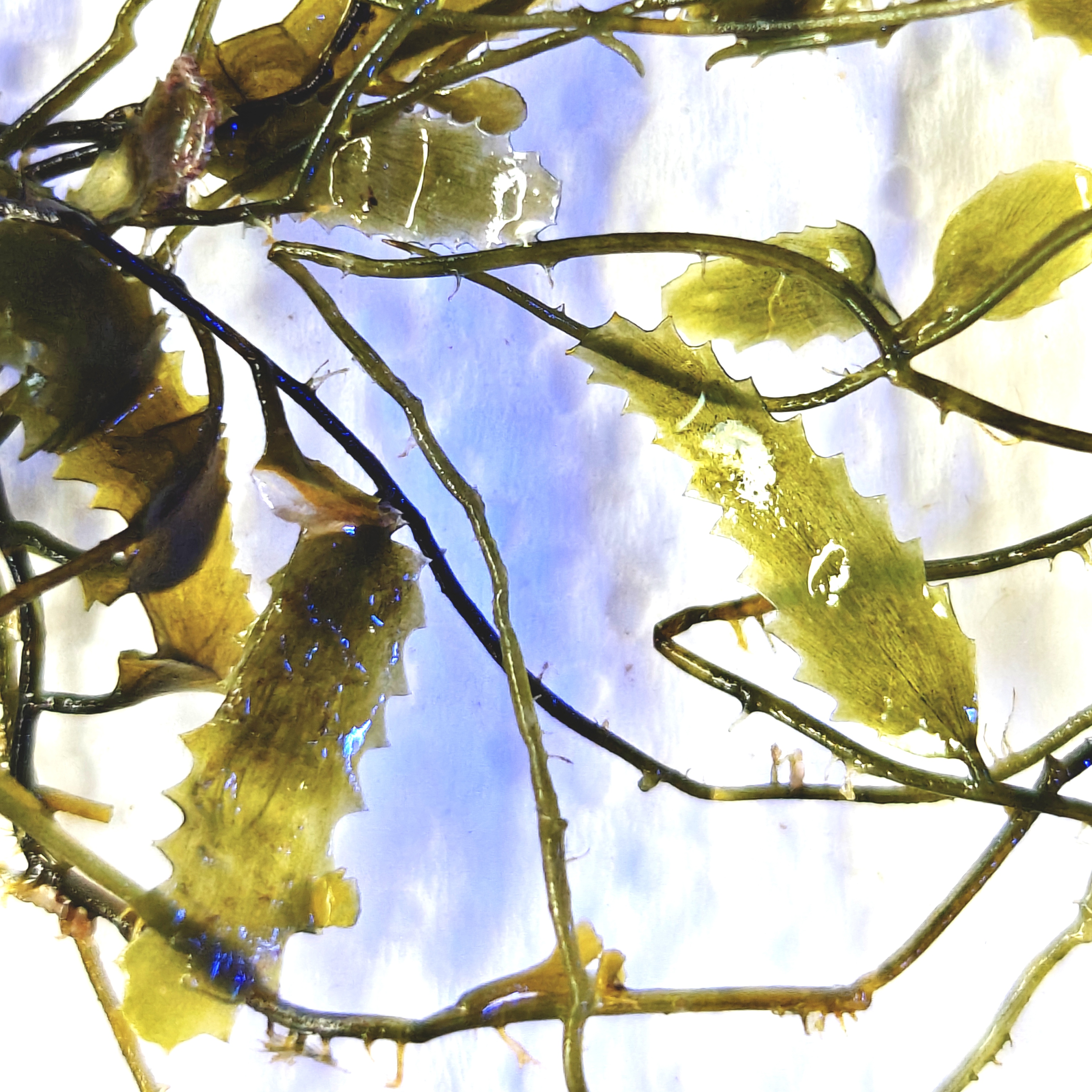 Caulerpa Brachypus Macroalgae