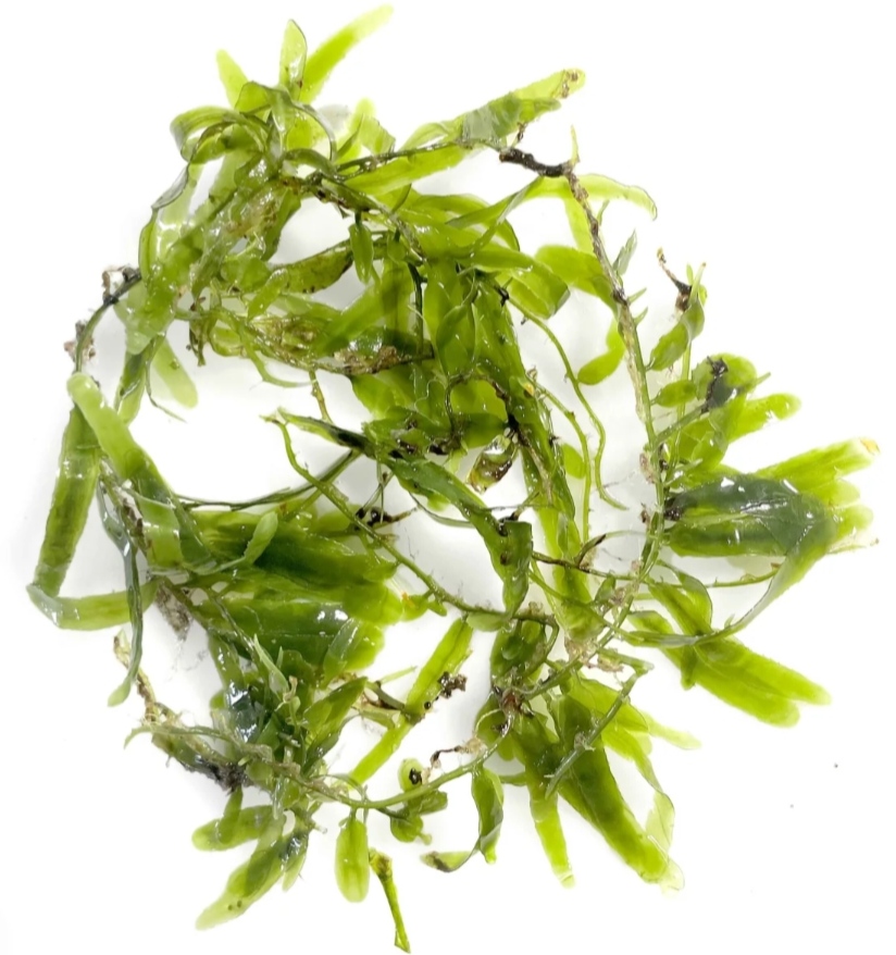 Caulerpa Brachypus Macroalgae