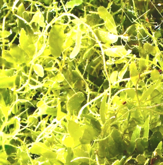 Caulerpa Brachypus Macroalgae