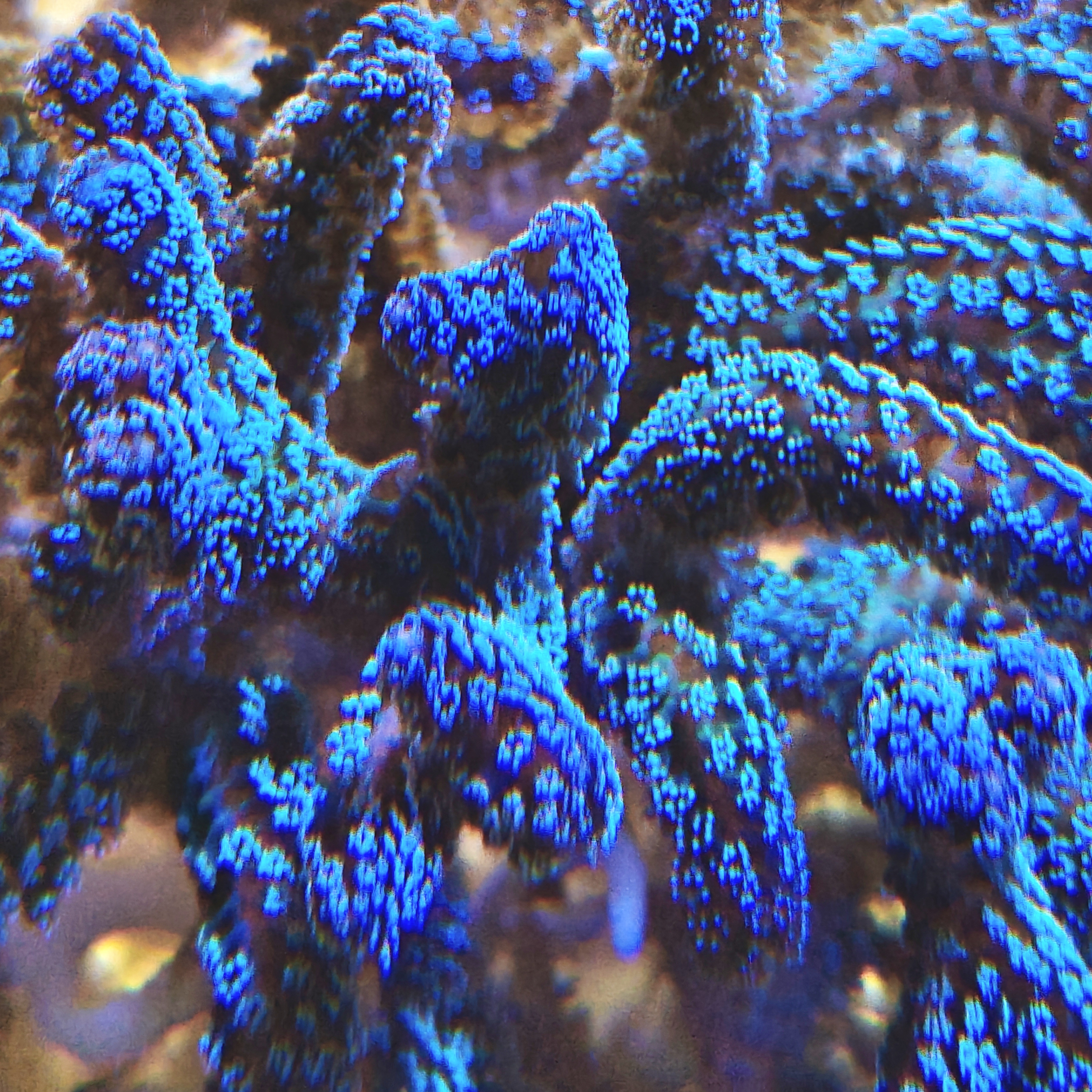 Seriatopora Guttatus Frag