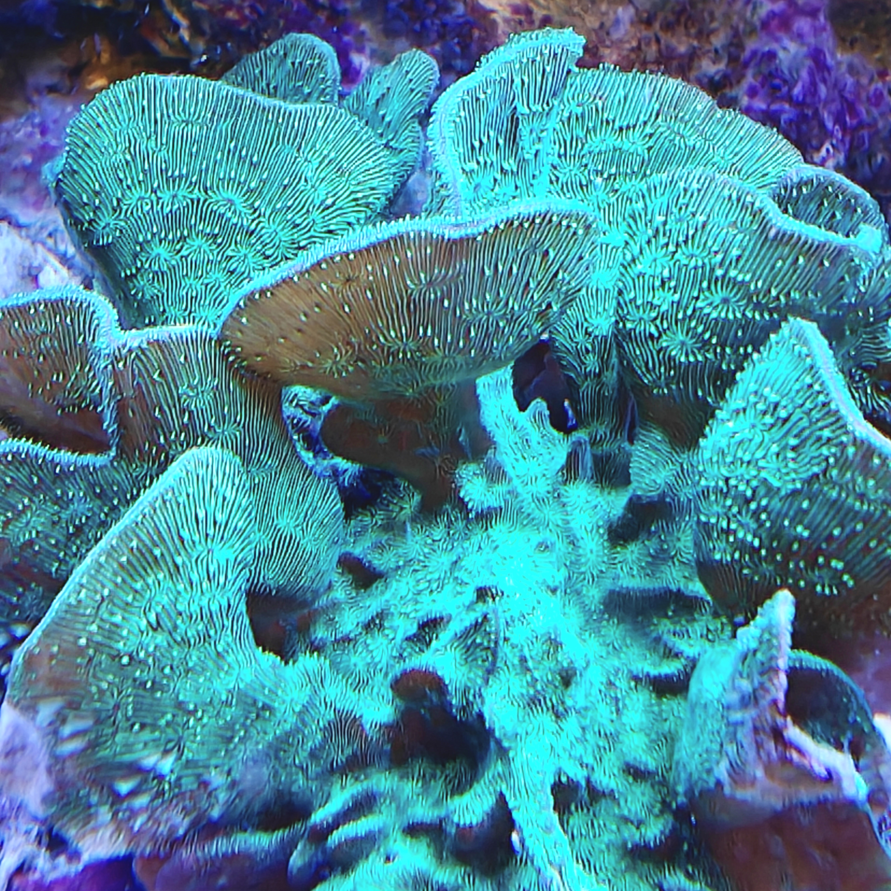 Green Cactus Pavona Frag