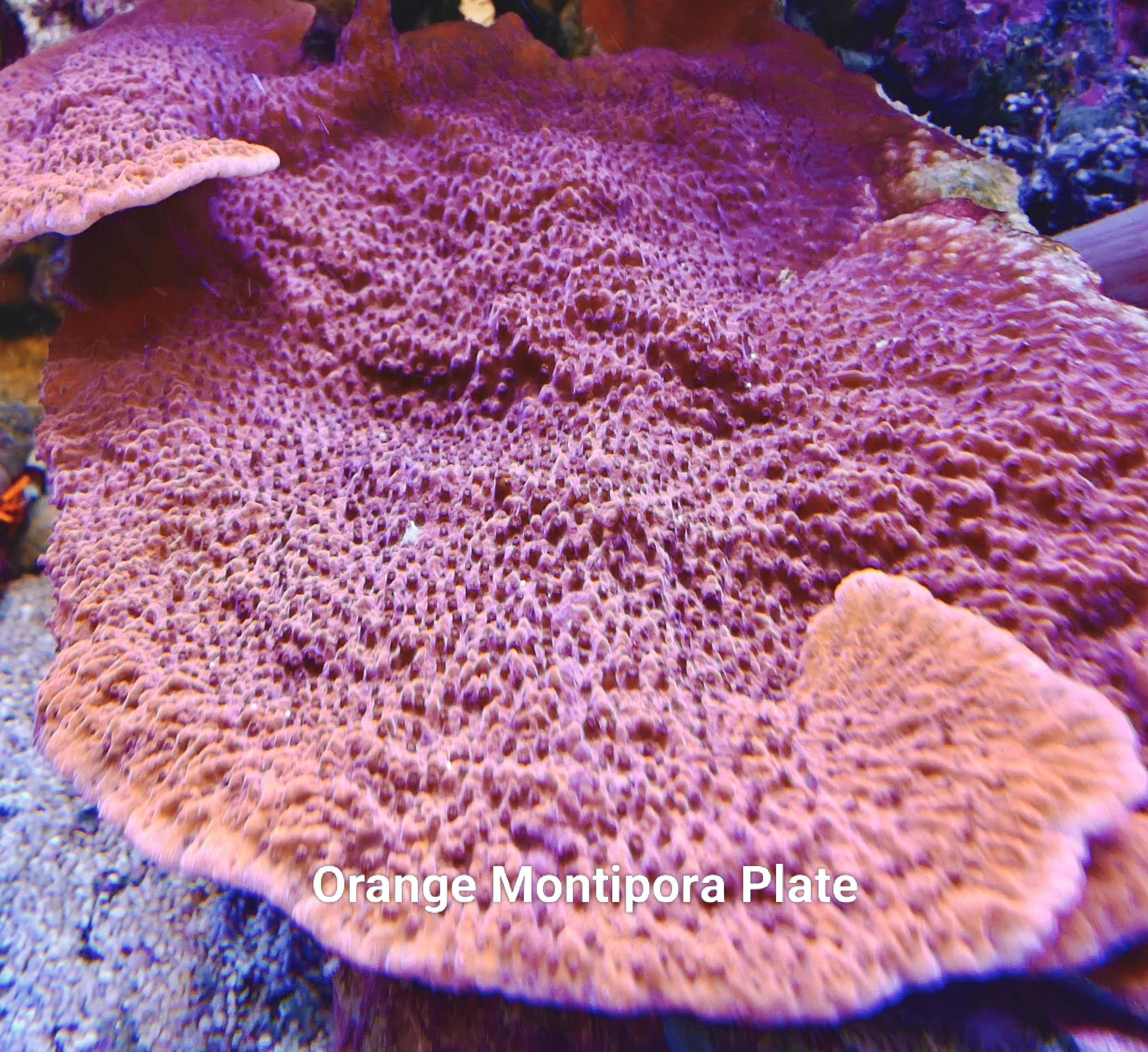 Orange Montipora Plate Frag