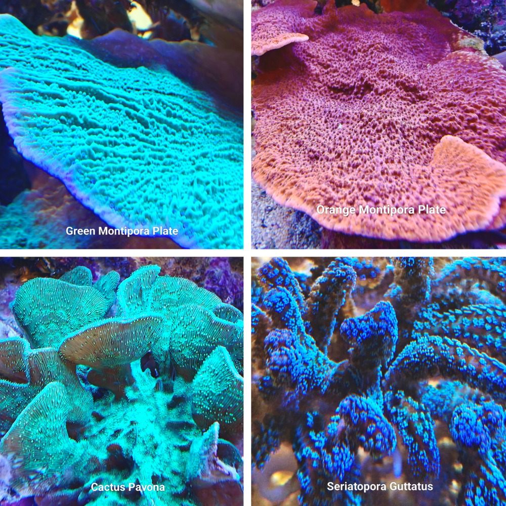 SPS Coral Frag Pack