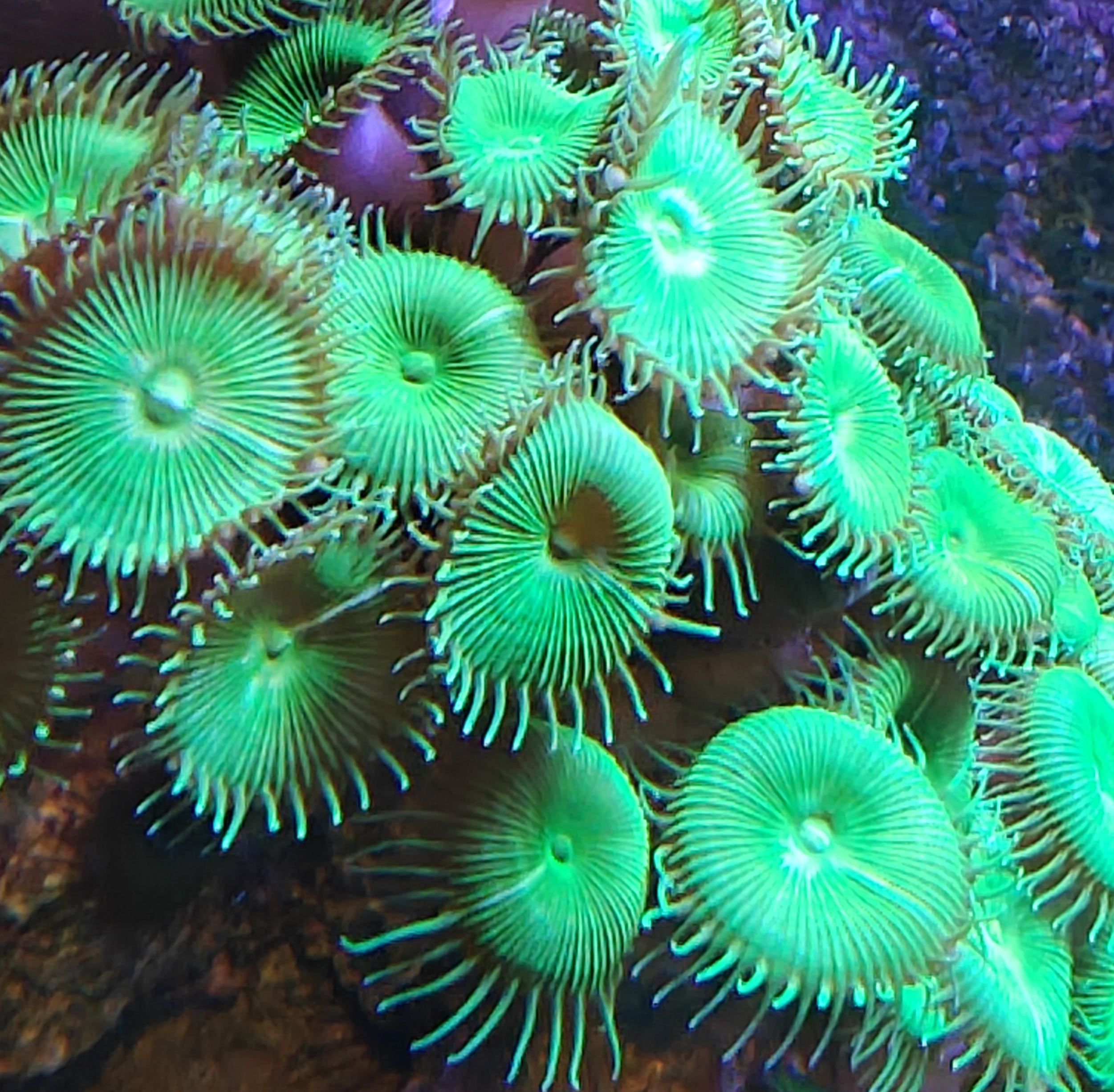 1 x Nuclear Green Long Lashed Palyzoa Polyp