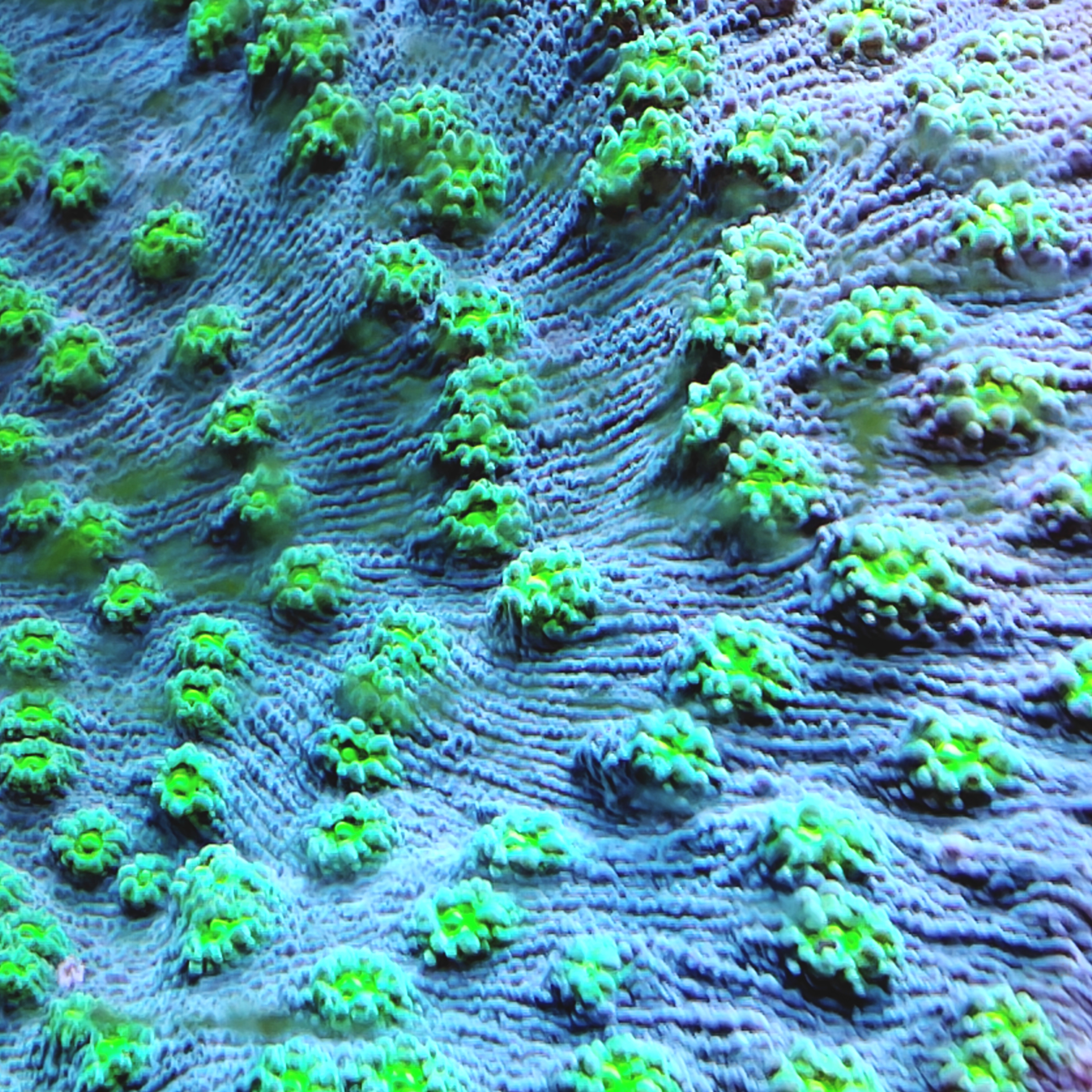 Hollywood Stunner Chalice LPS Coral Frag