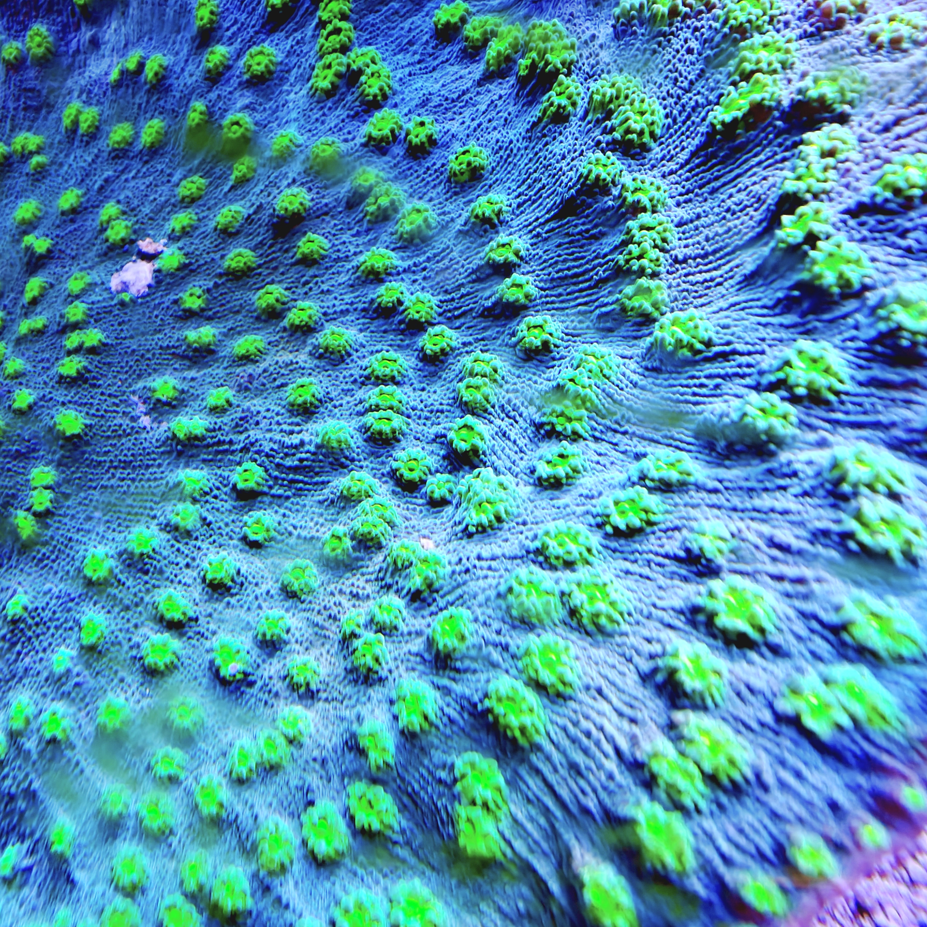 Hollywood Stunner Chalice LPS Coral Frag