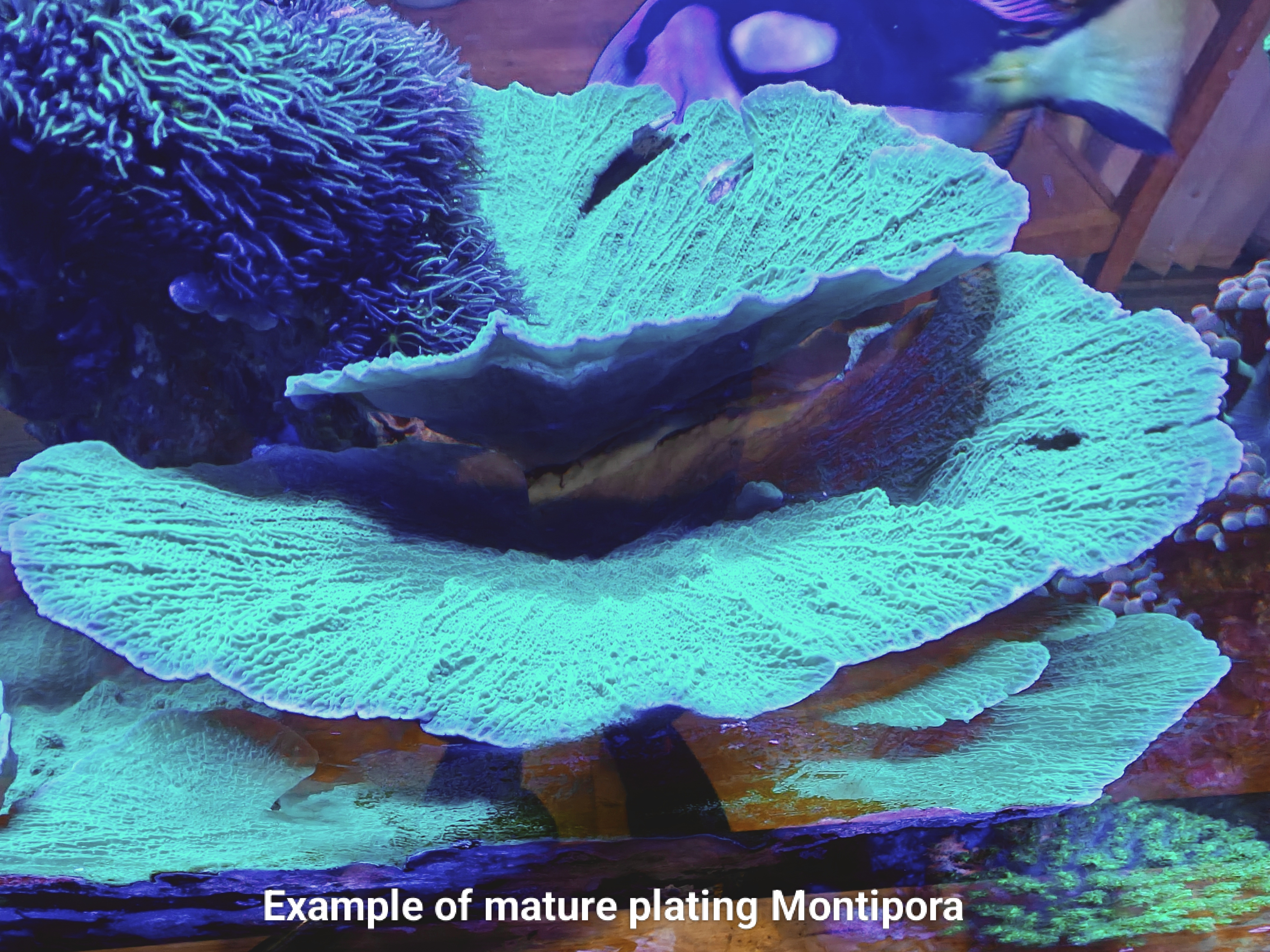 Green Montipora Plate Frag