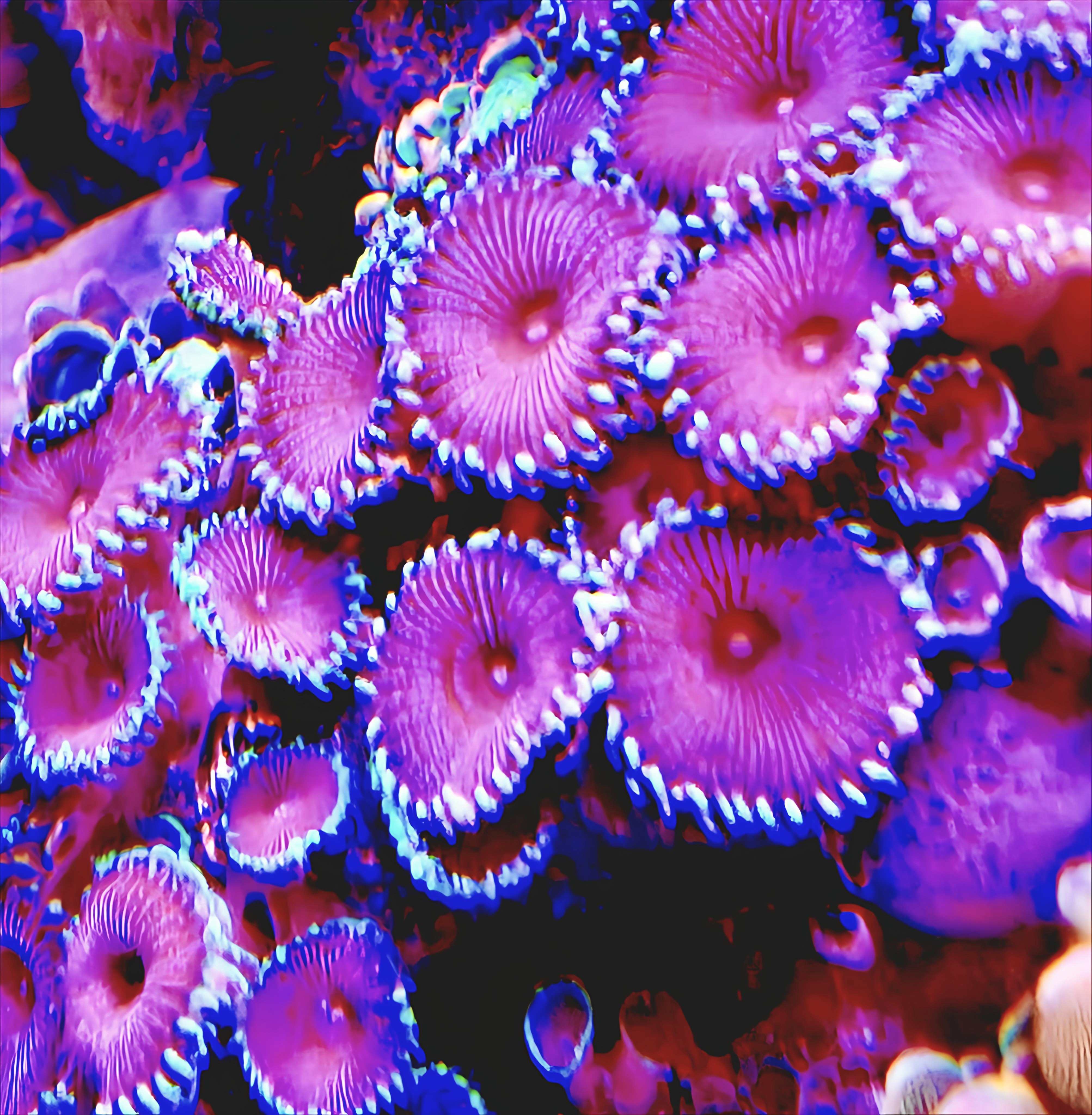 ! x Purple Death Palythoa Polyp/Head