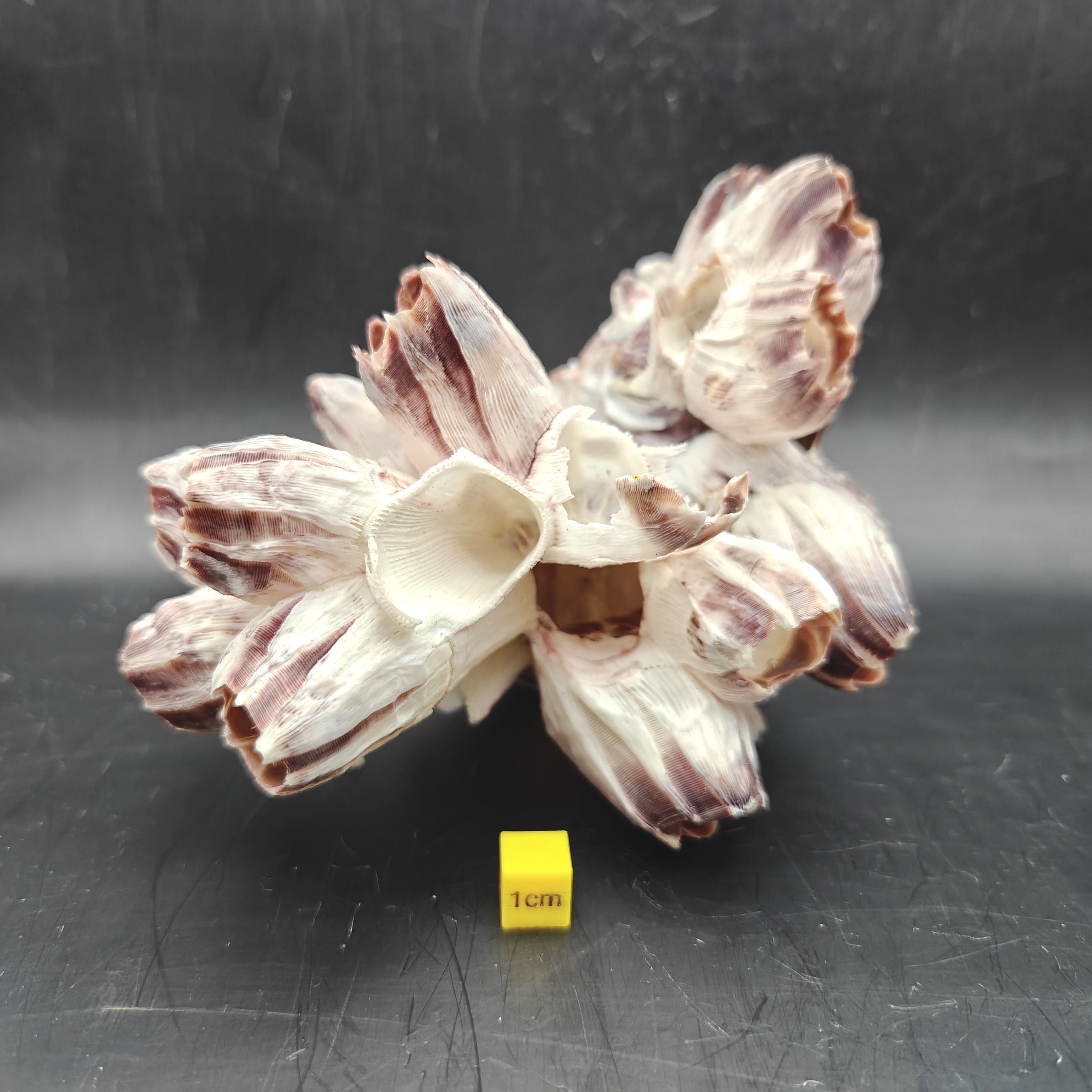 Natural Barnacle Cluster (Medium)