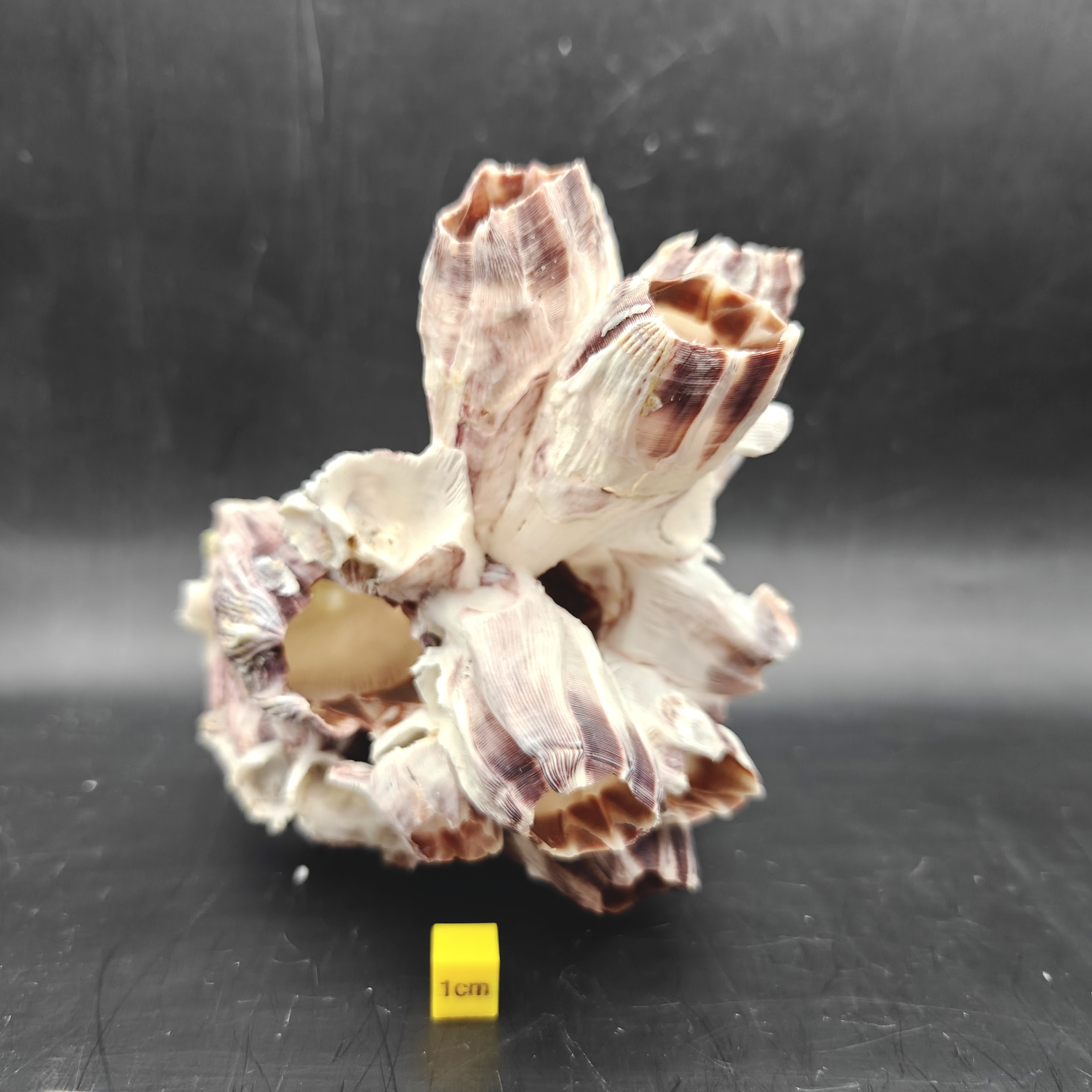 Natural Barnacle Cluster (Medium)