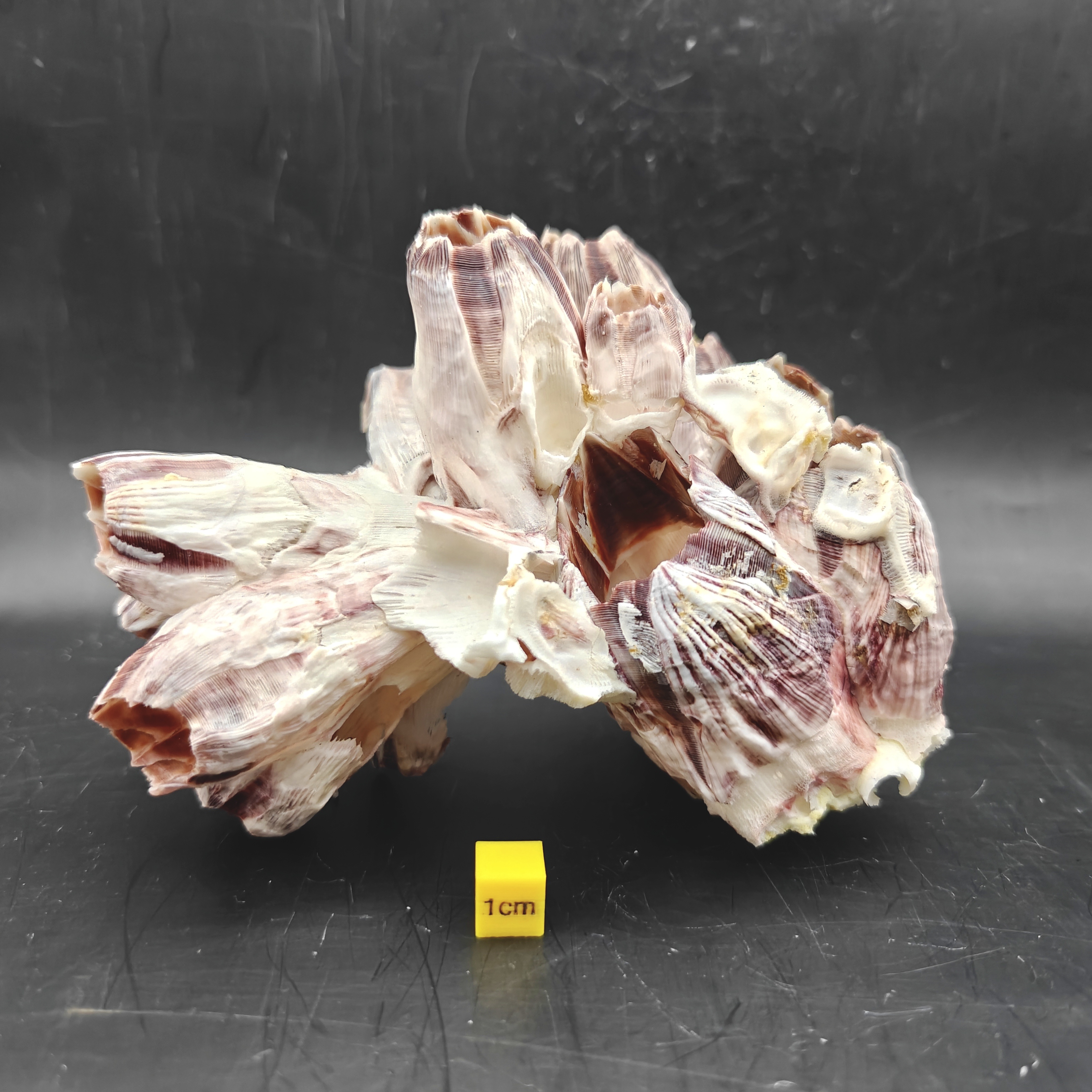 Natural Barnacle Cluster (Medium)