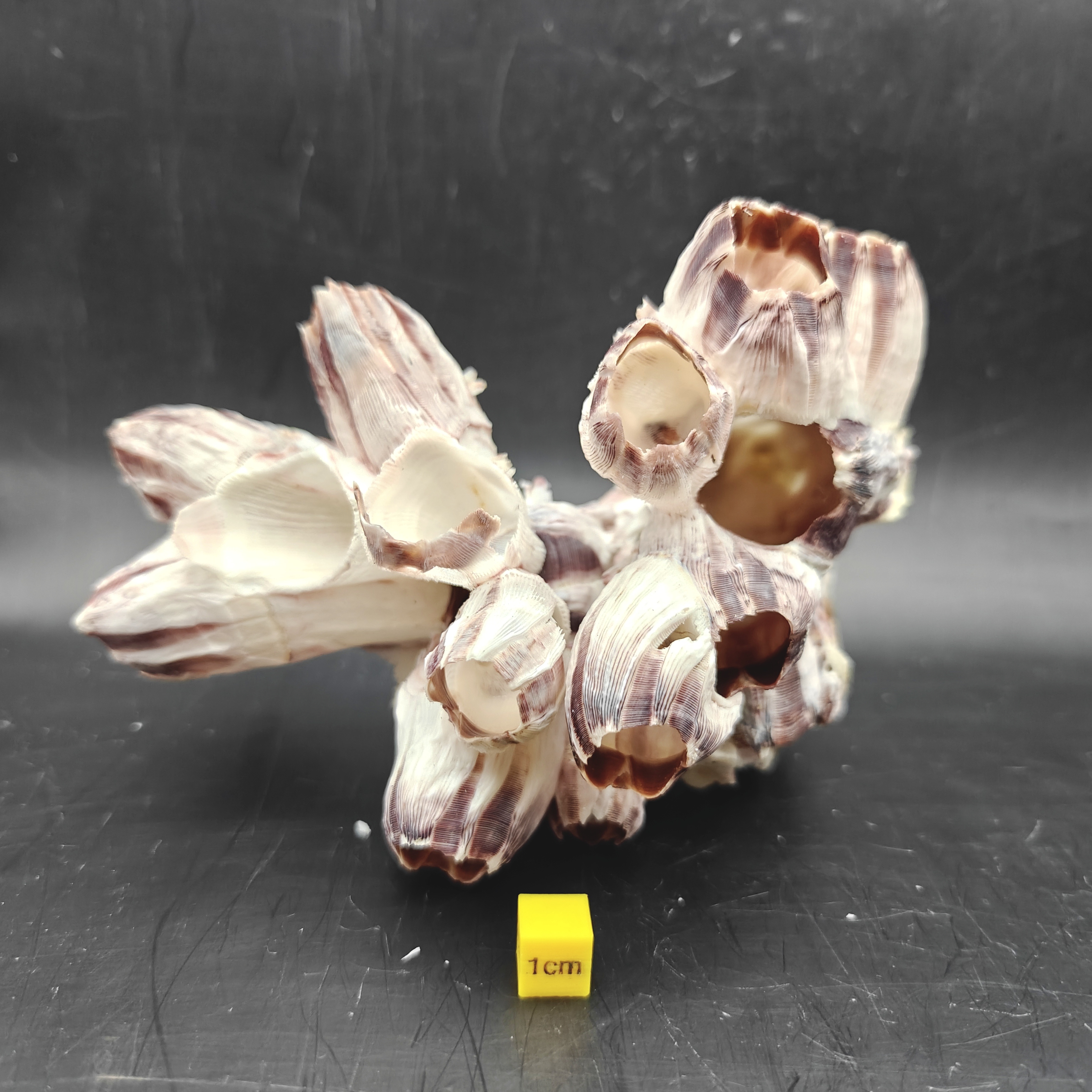 Natural Barnacle Cluster (Medium)