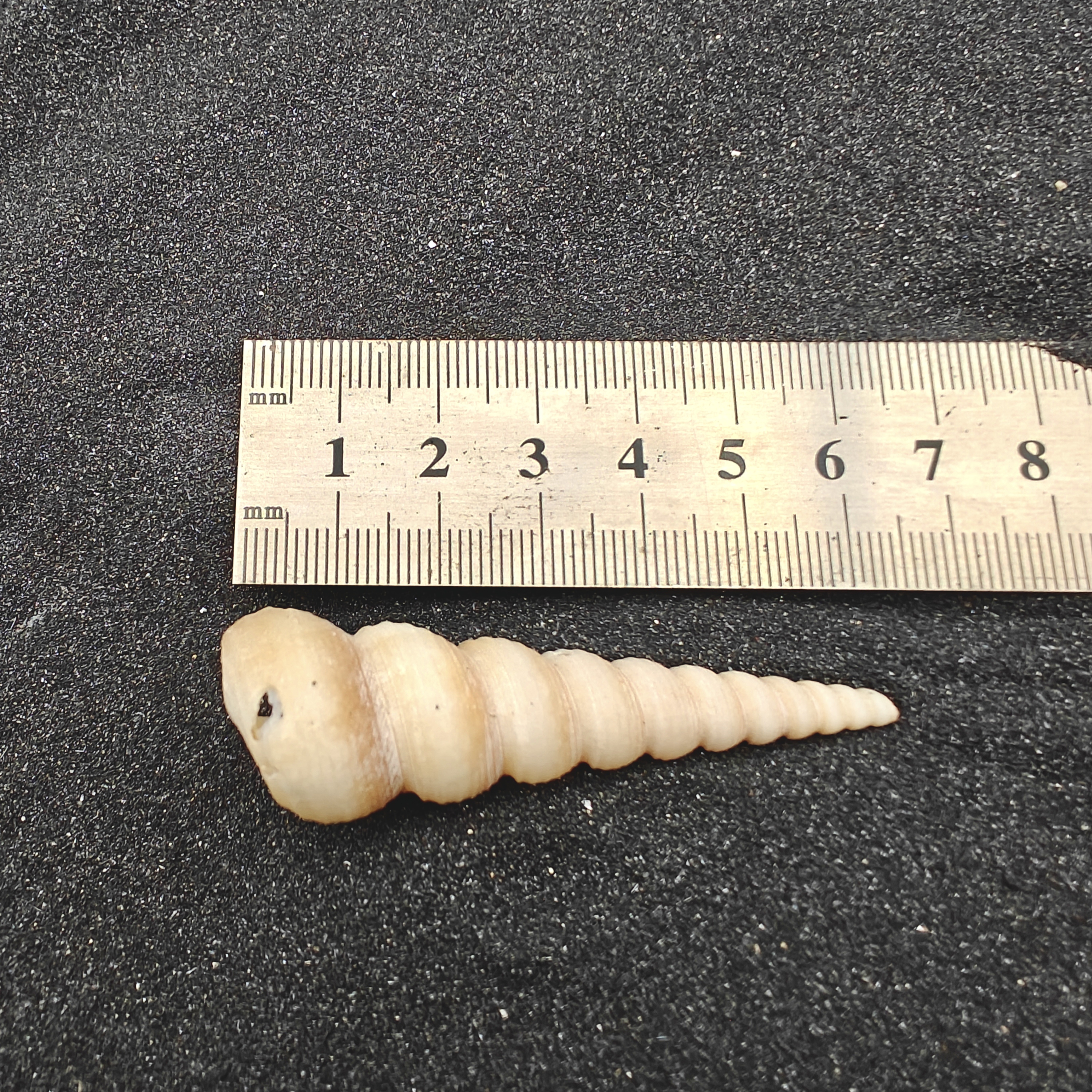 Screw Shells (Large) x5
