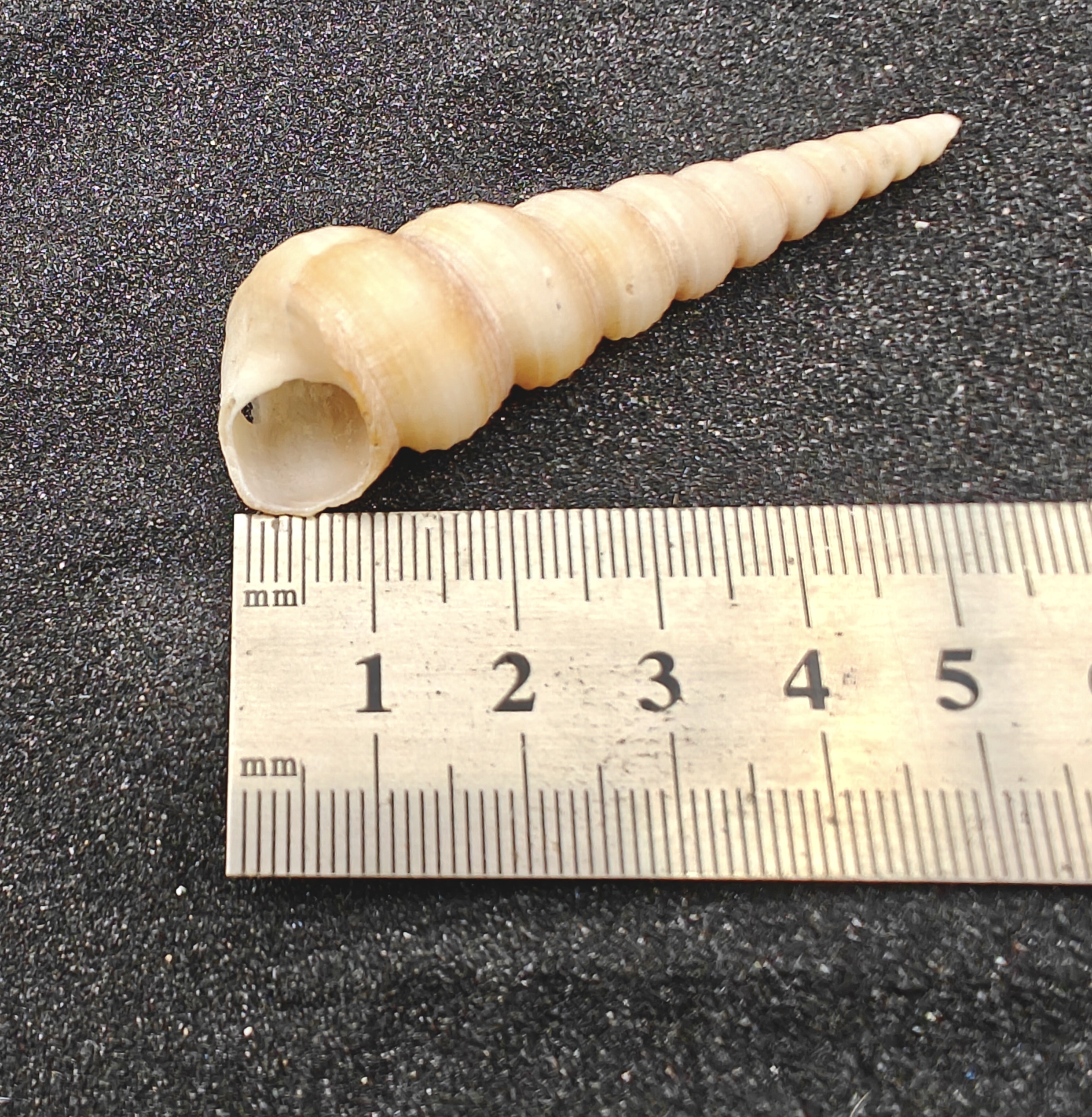 Screw Shells (Large) x5