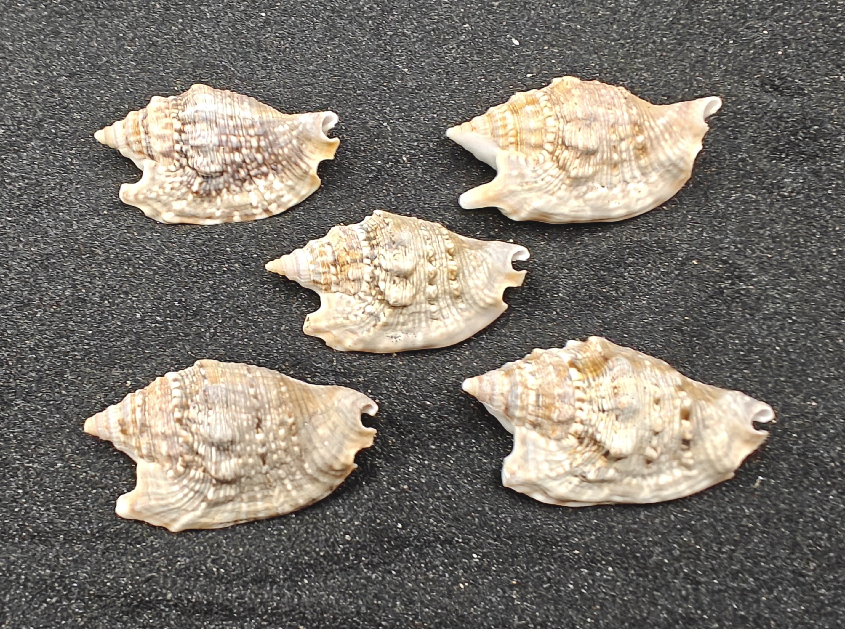 Diana's Ears Conch Shells (Medium) x5