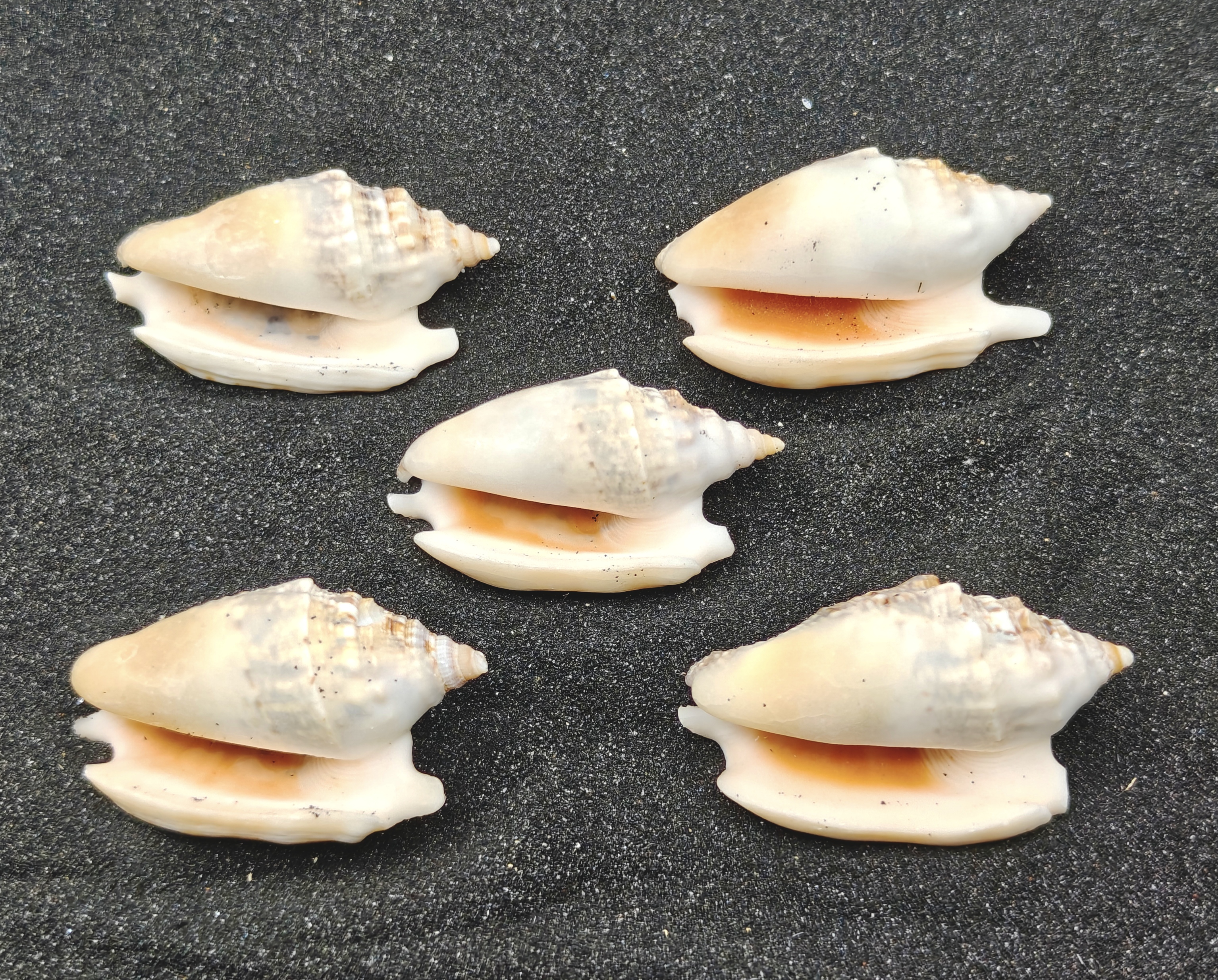 Diana's Ears Conch Shells (Medium) x5